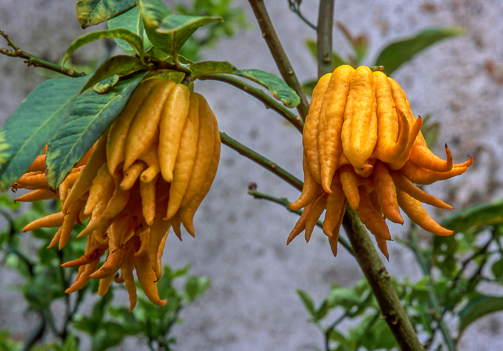shutterstock_1305868651_0.jpg Agrumes et Plantes méditérranéènnes : Entretenir, Soigner
