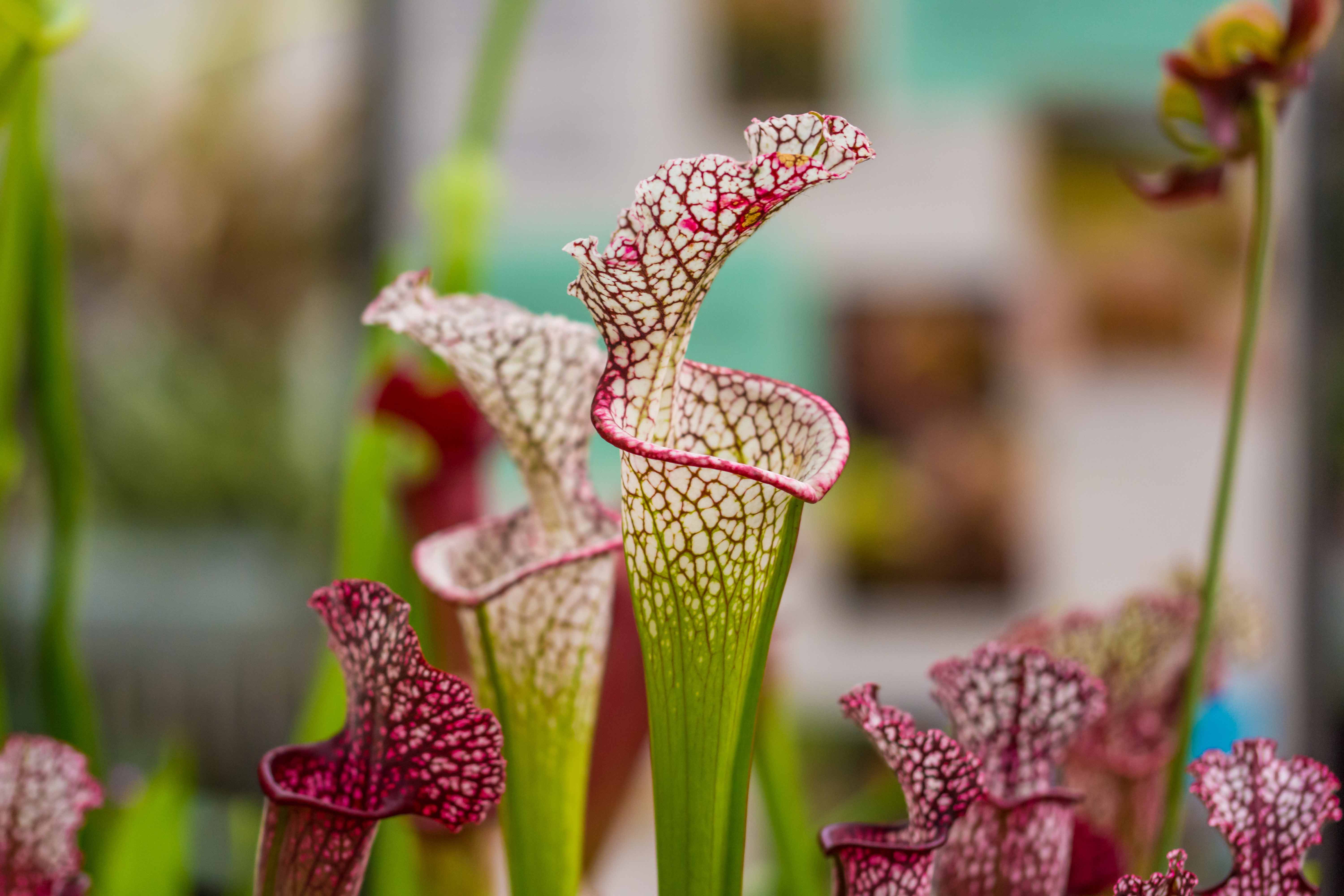 shutterstock_1308418861_Sarracenia.jpg Trompetenpflanzen