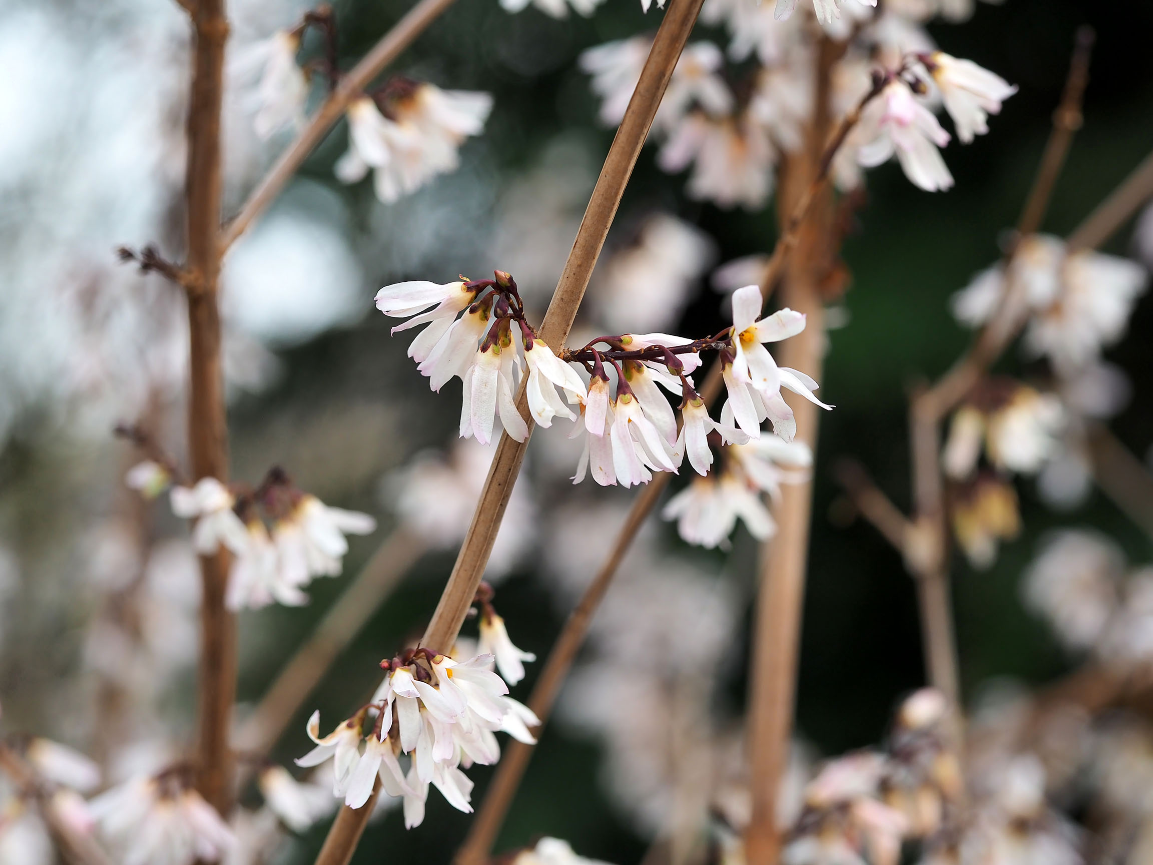 shutterstock_1334557754.jpg Garden Climbers | David Domoney | Miracle-Gro