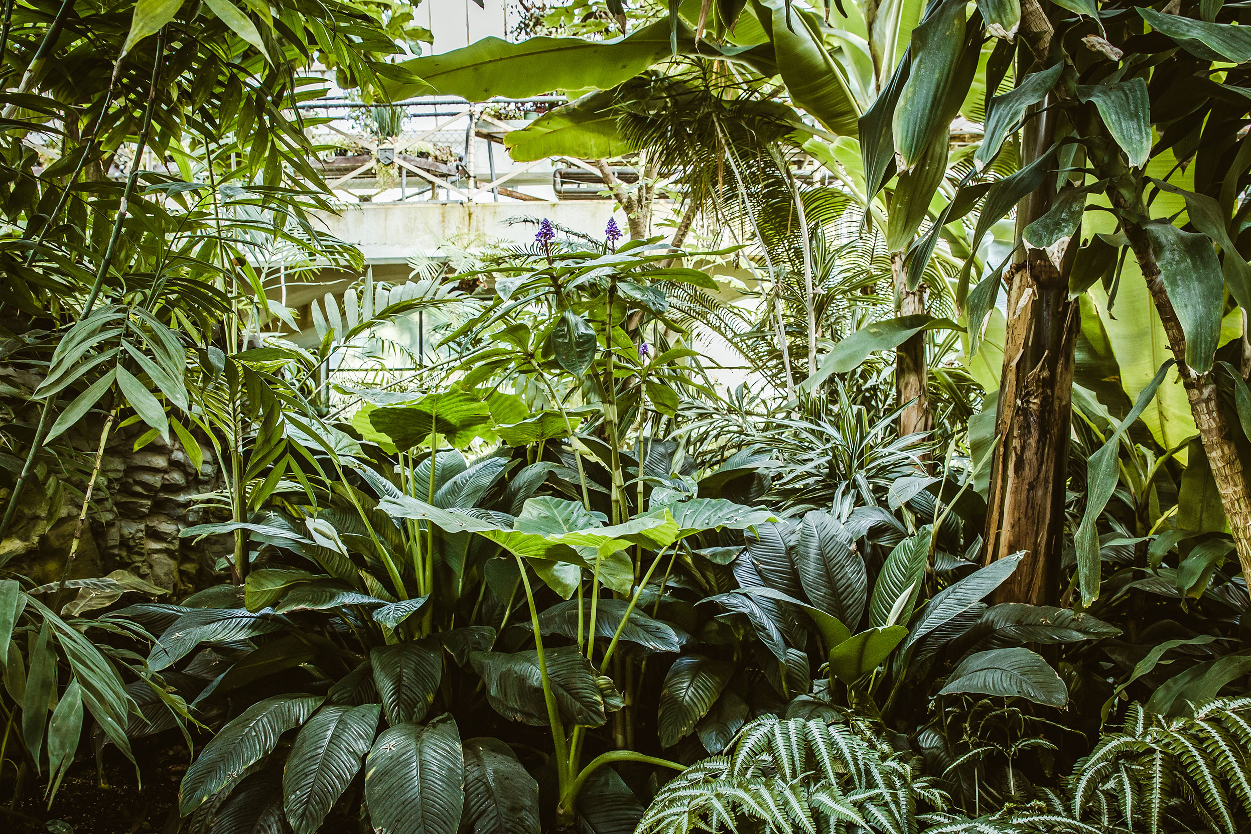 shutterstock_1337300519.jpg Home-boosting houseplants | David Domoney | Miracle-Gro