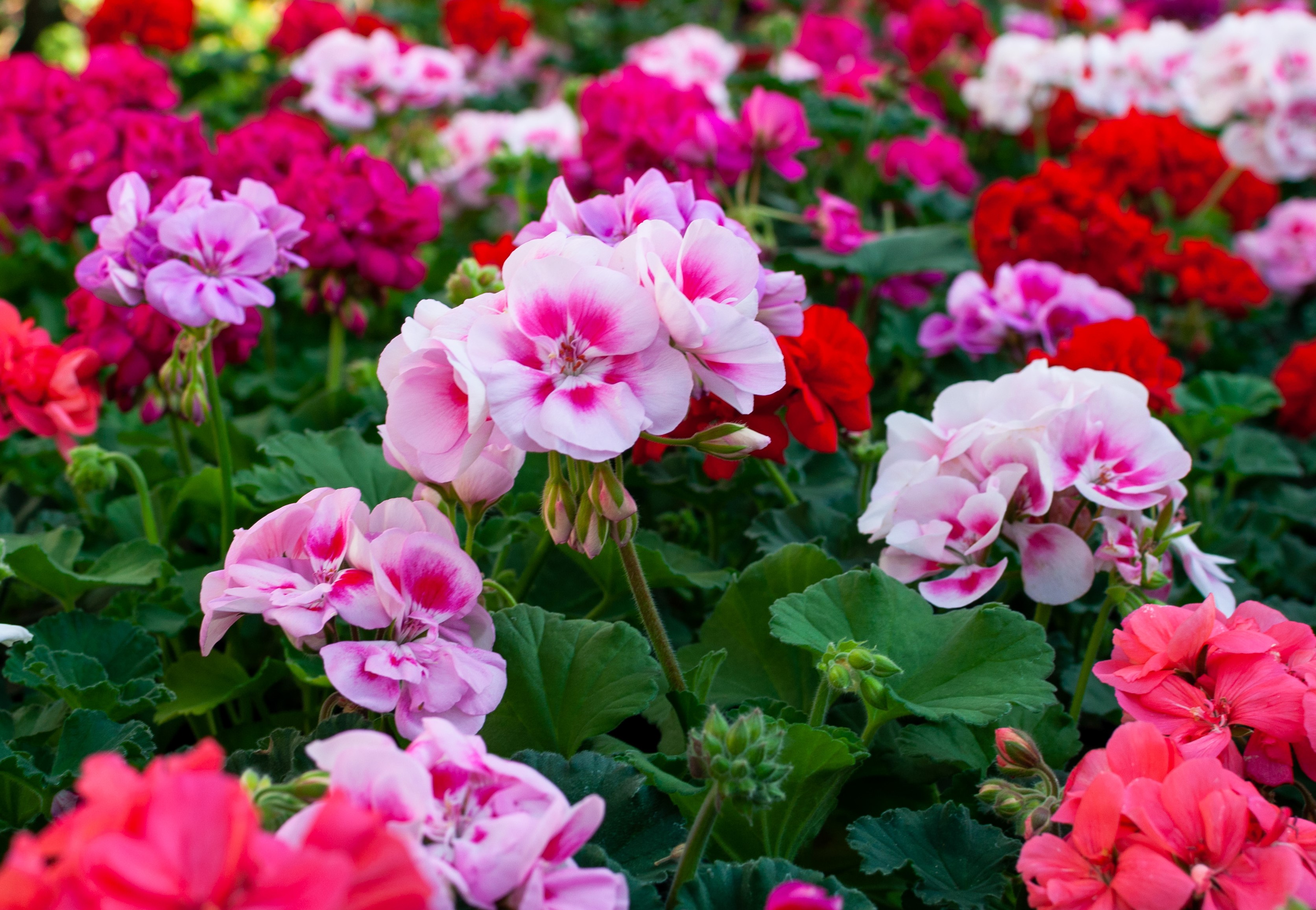 shutterstock_1338565181.jpg Love the Garden / Geranium / Growing Guide
