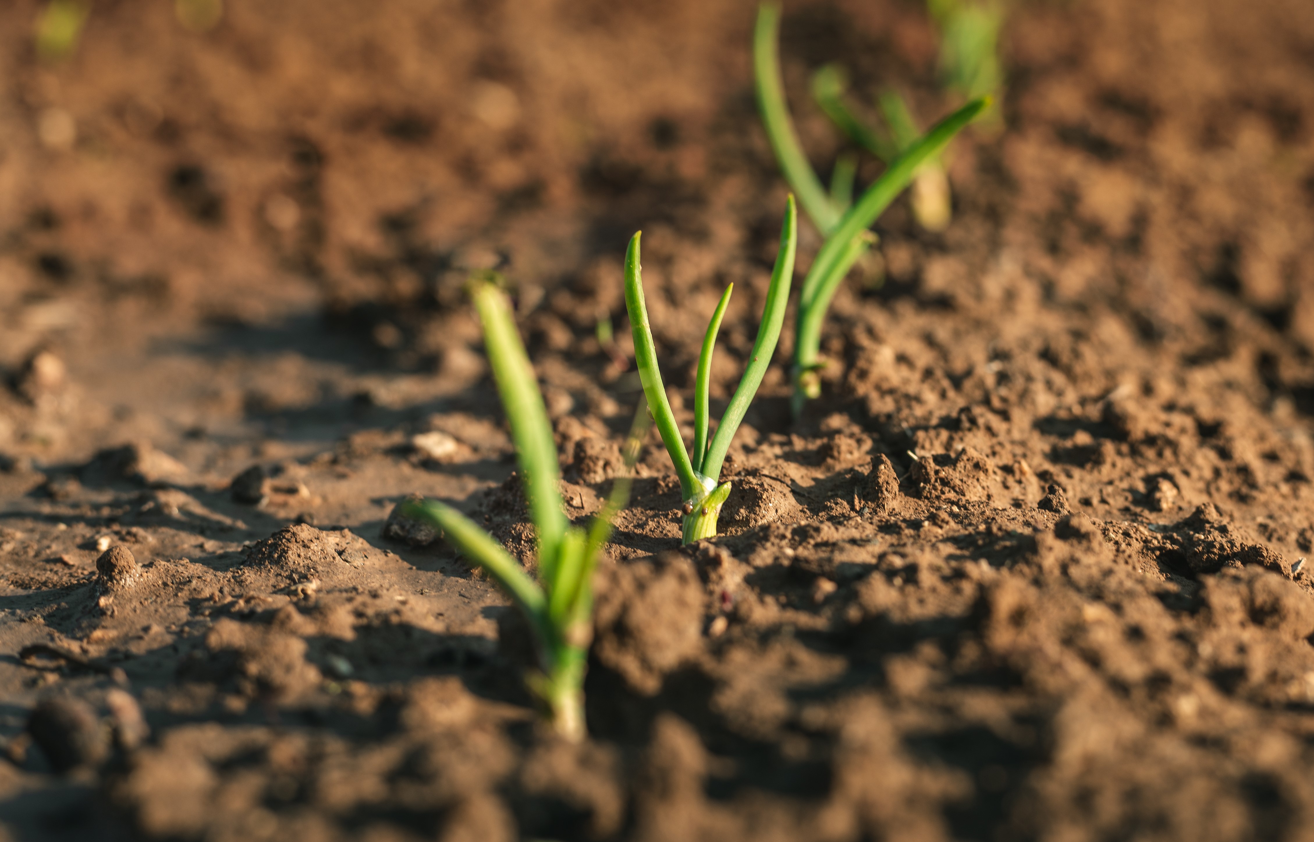 shutterstock_1363320362.jpg Love the Garden / Soil