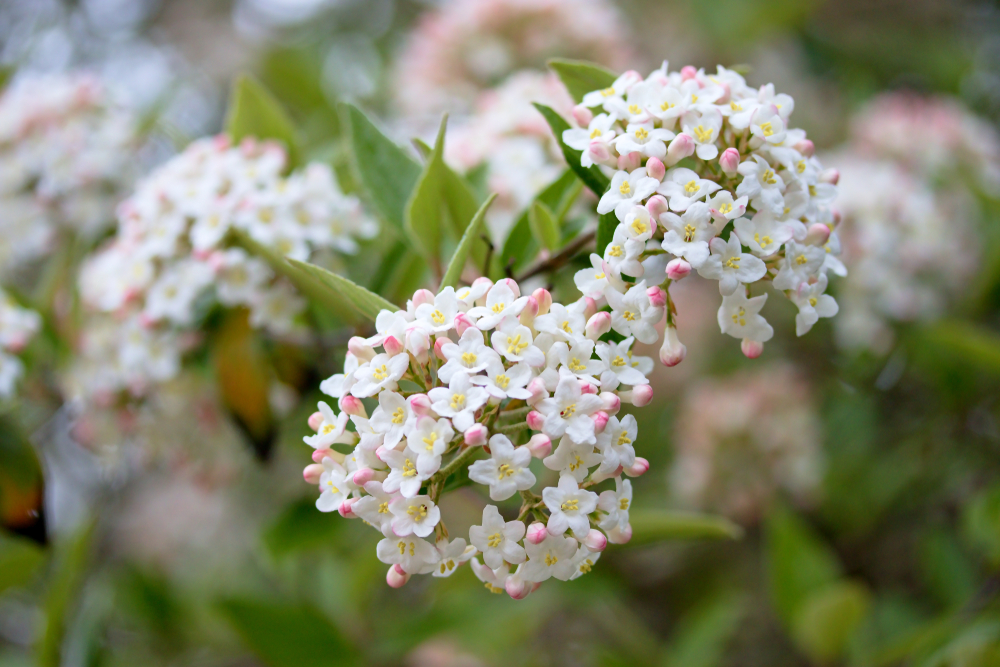 shutterstock_1374635726.jpg Planter un arbuste odorant