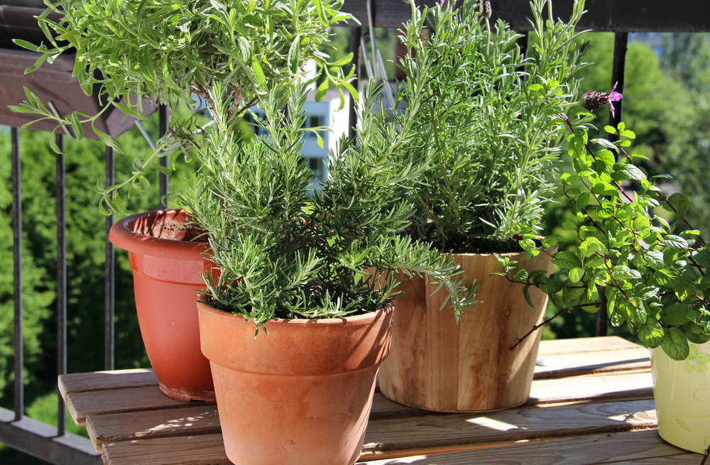 shutterstock_141208921.jpg Quelles plantes en pot pour une exposition plein soleil