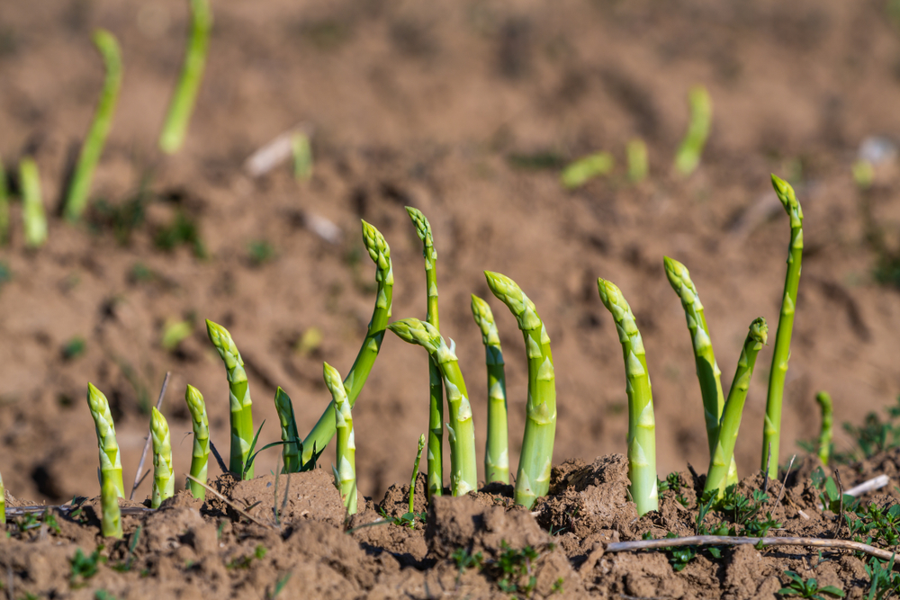 shutterstock_1413937922.jpg Culture et entretien des asperges