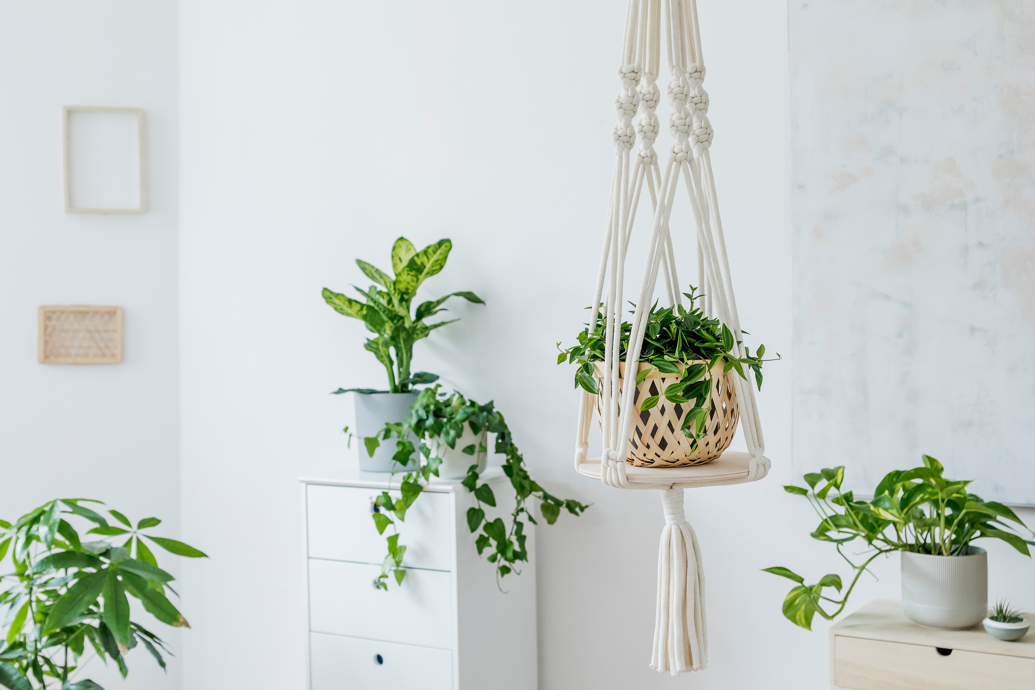 shutterstock_1414745633.jpg Grow your indoor jungle | David Domoney | Miracle Gro