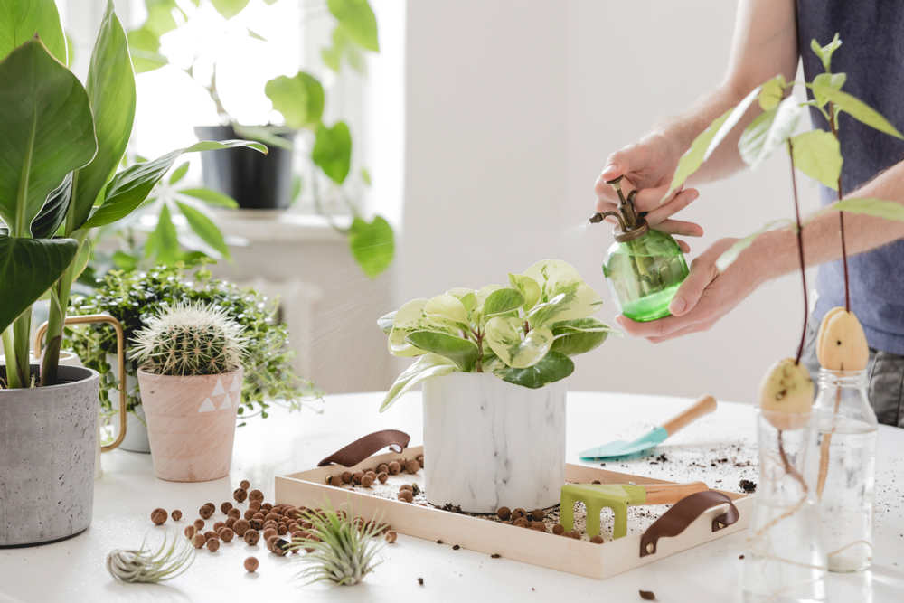 shutterstock_1419886259.jpg plantes d'intérieur