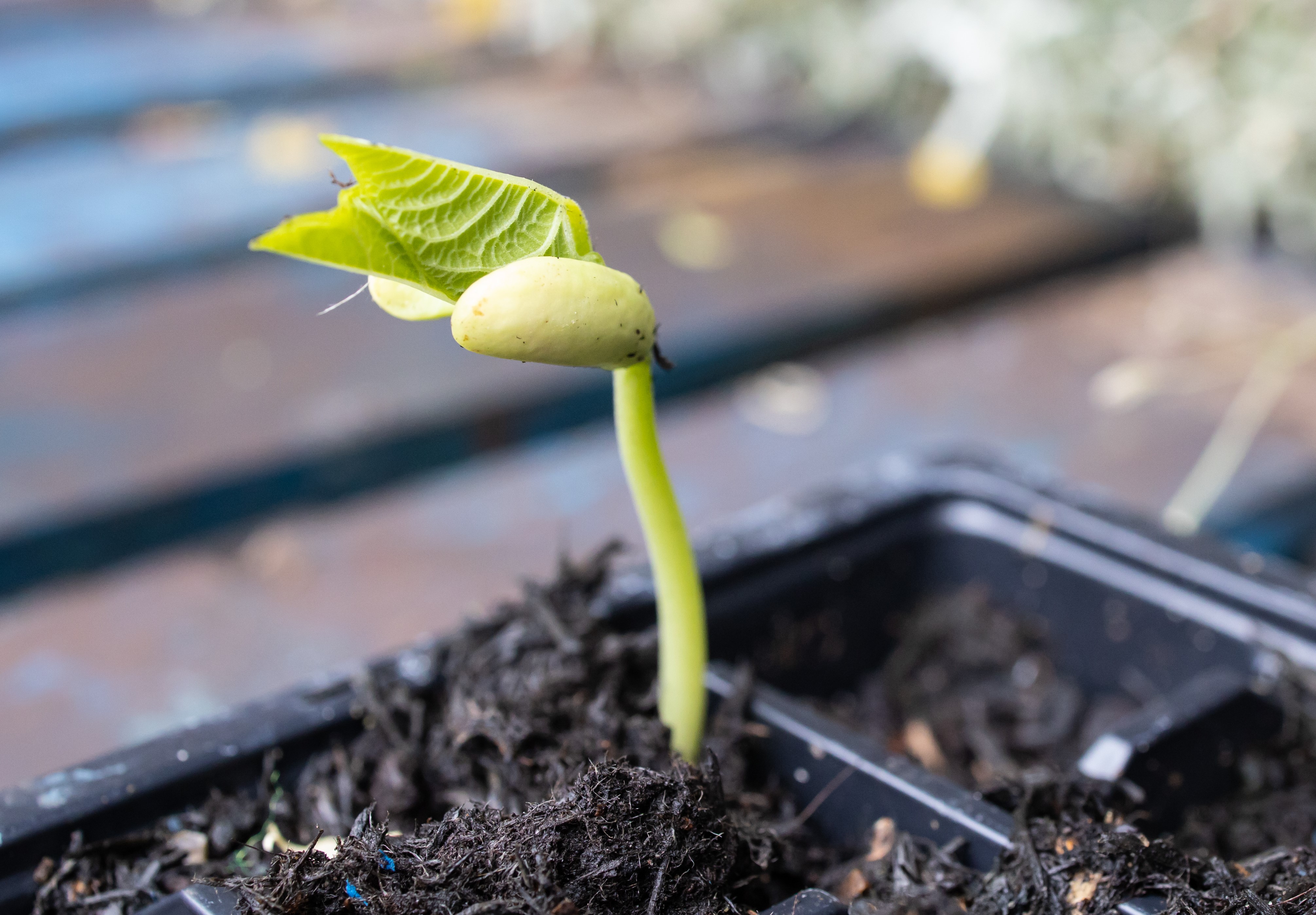 shutterstock_1436853491.jpg Love the Garden / French Bean / Growing