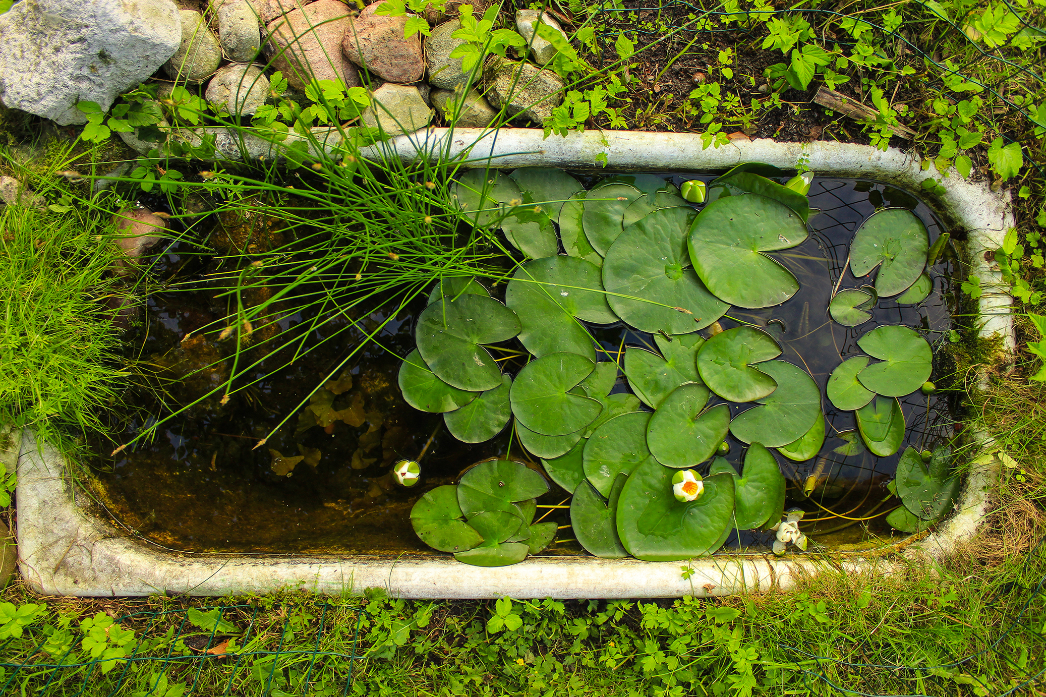 shutterstock_1438815680.jpg Get ready for autumnwatch - Mini pond
