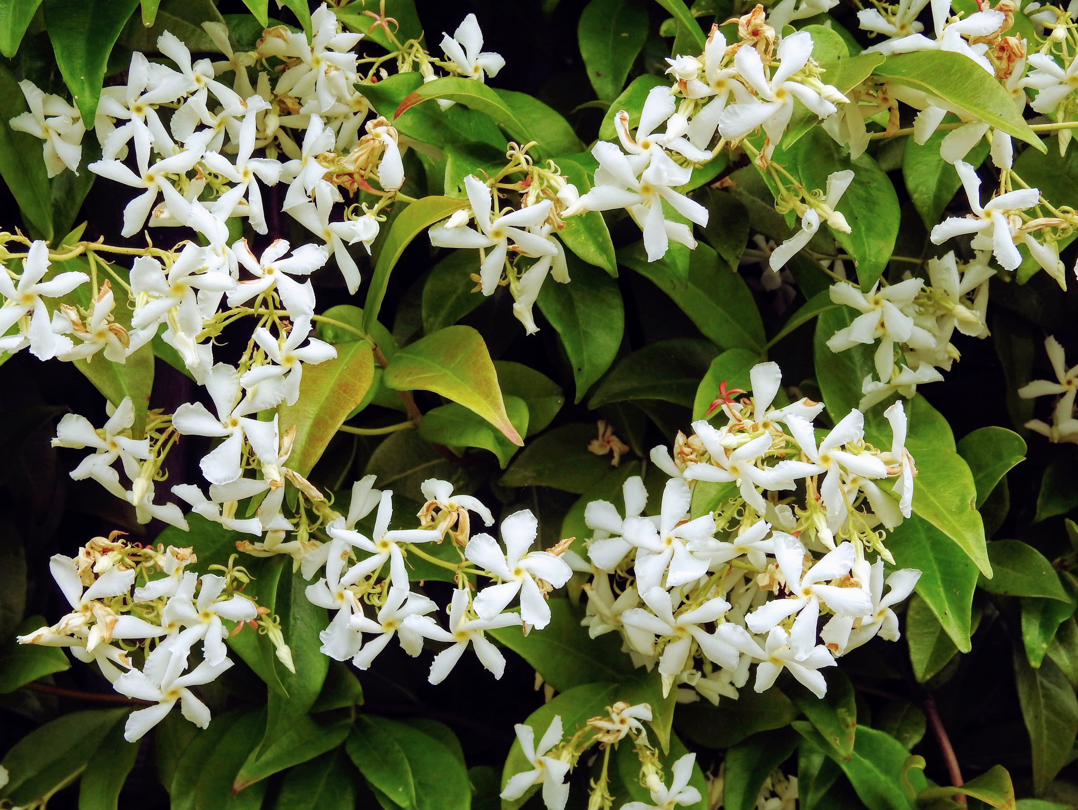 shutterstock_1490115761.jpg Love the Garden / Jasmine