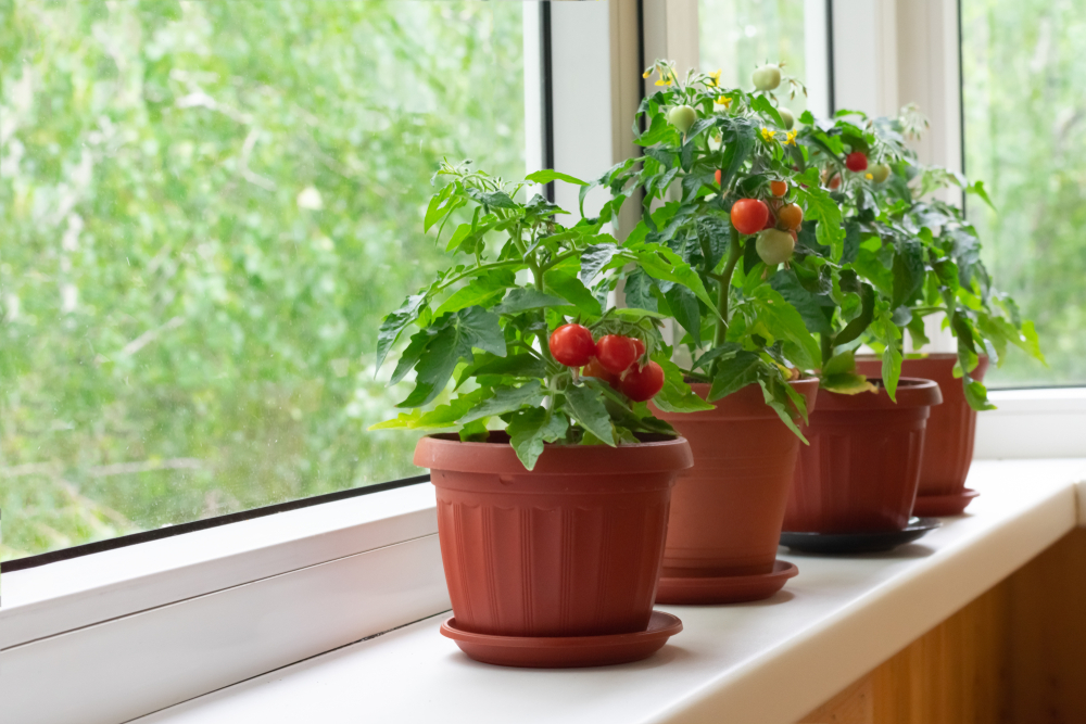 Les tomates cerises