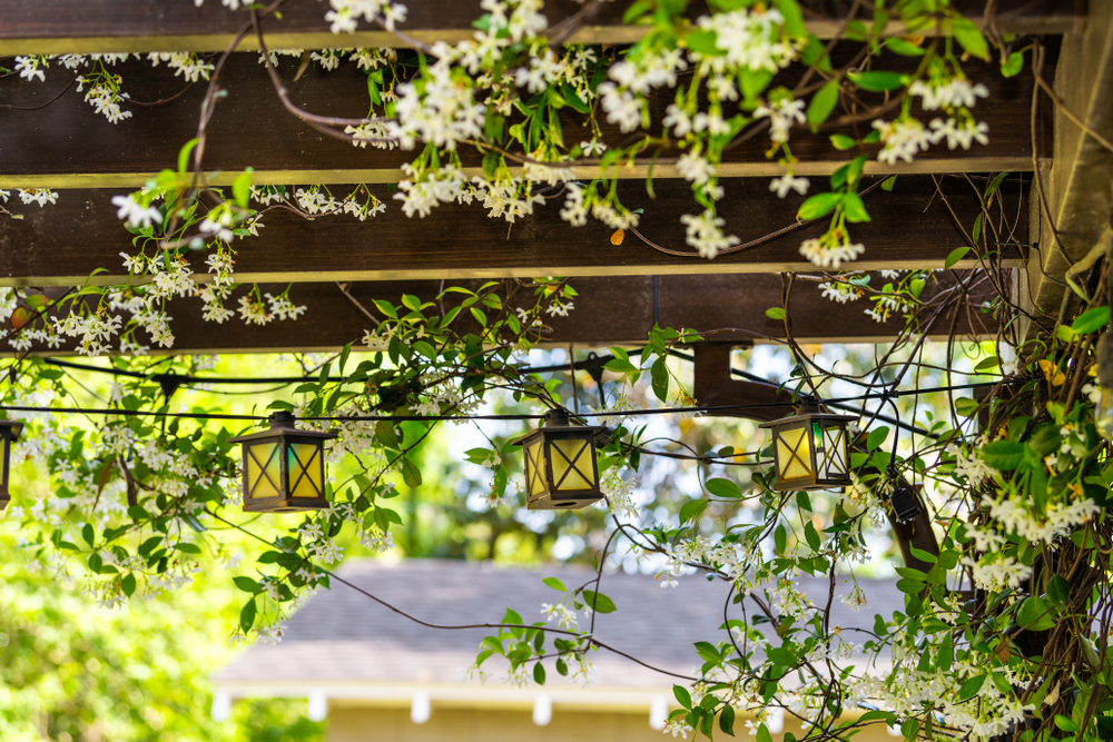 shutterstock_1504930934.jpg Les plantes grimpantes : le jasmin
