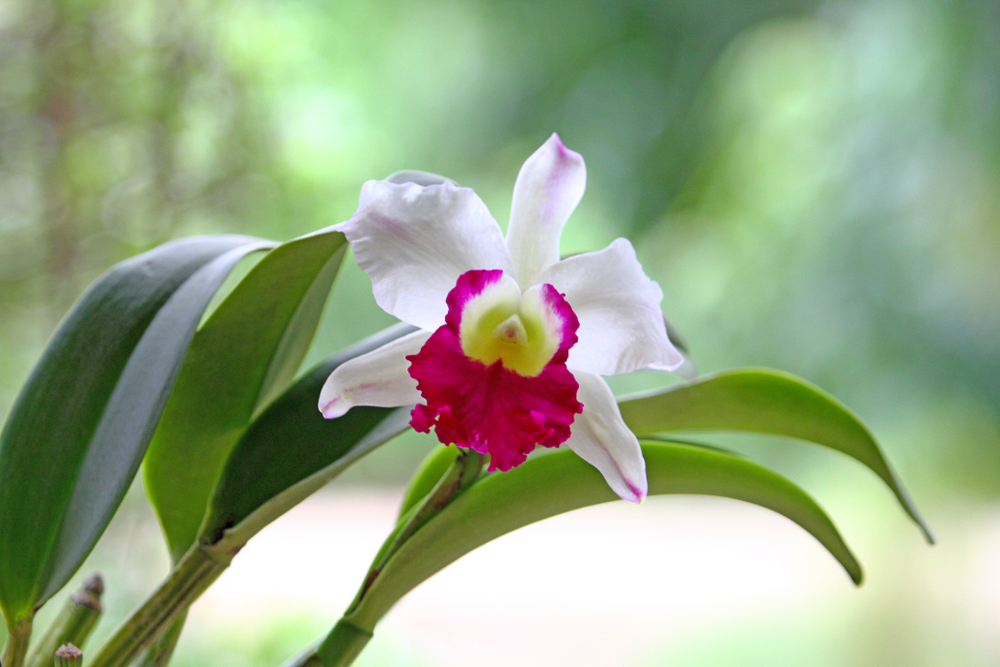 shutterstock_1539795350.jpg Les différentes variétés d'orchidées