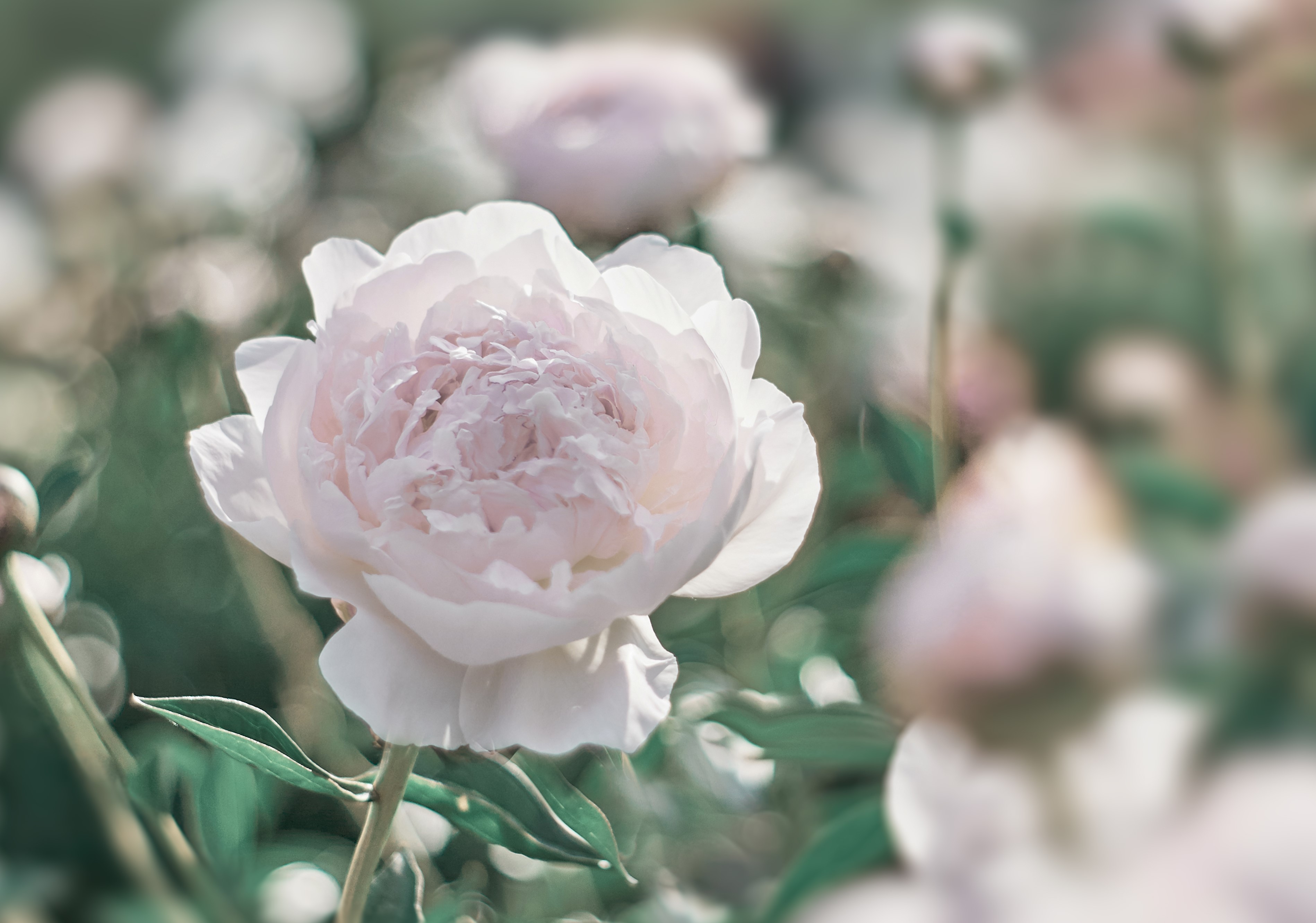 shutterstock_1542917540.jpg White Peony