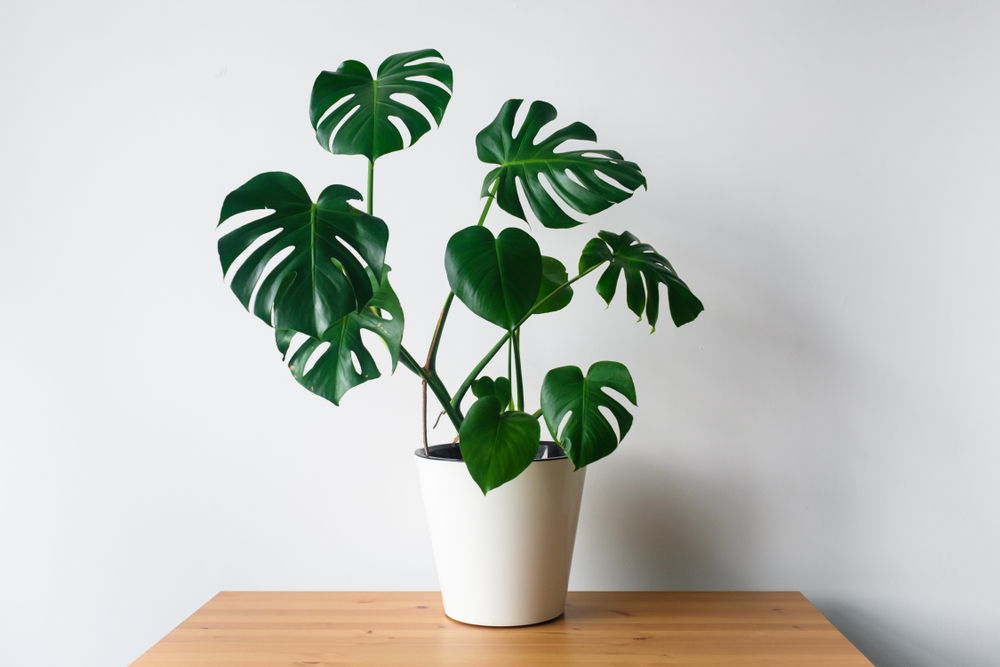 Monstera, conseils d'entretien, rempotage et arrosage