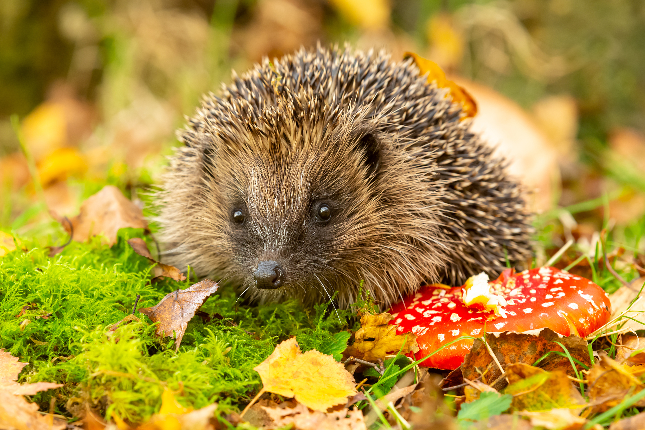 shutterstock_1559814206.jpg Get ready for autumnwatch - Hedgehogs