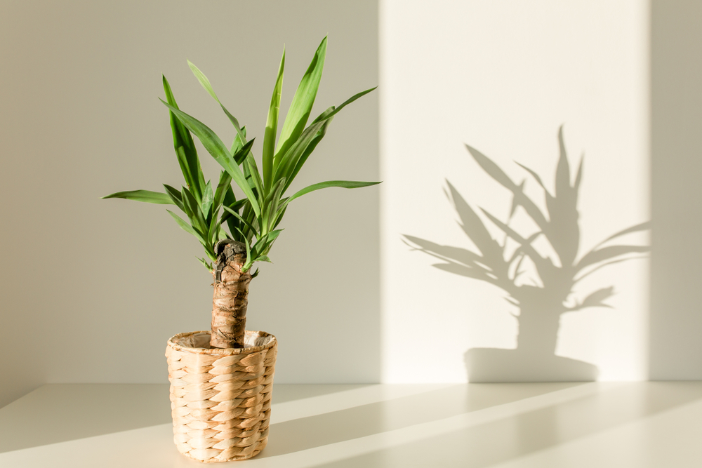 shutterstock_1606400971.jpg Entretenir un yucca