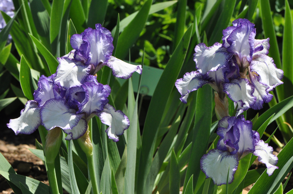 shutterstock_1611756757.jpg Comment planter les iris