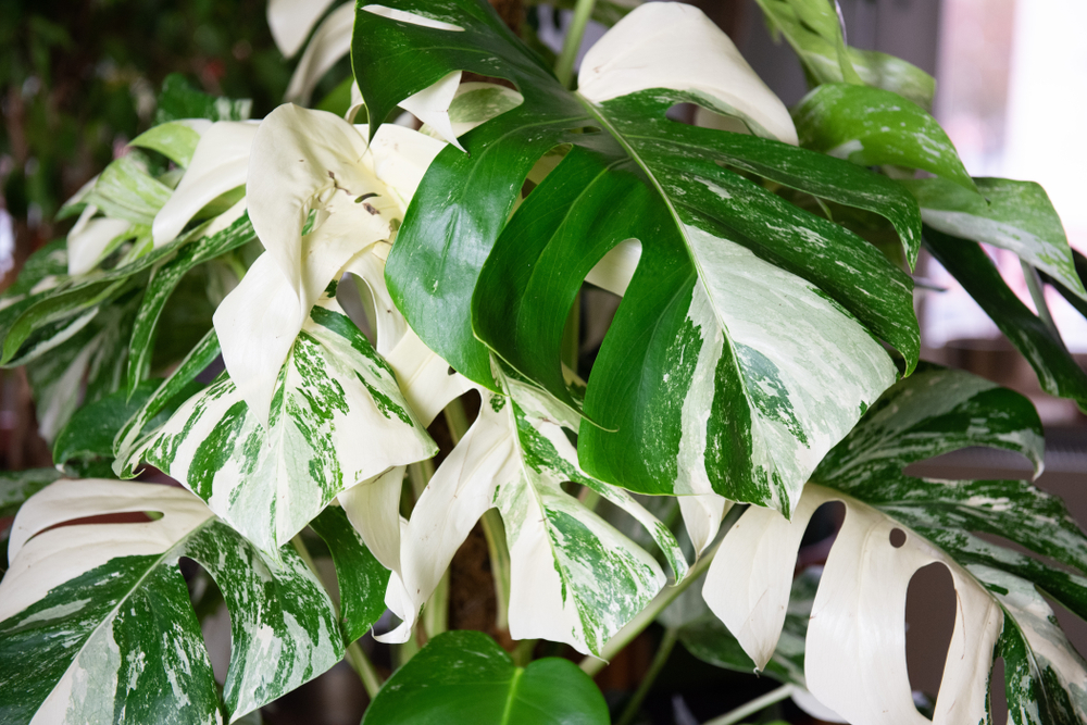 shutterstock_1613209054.jpg Cultiver le monstera