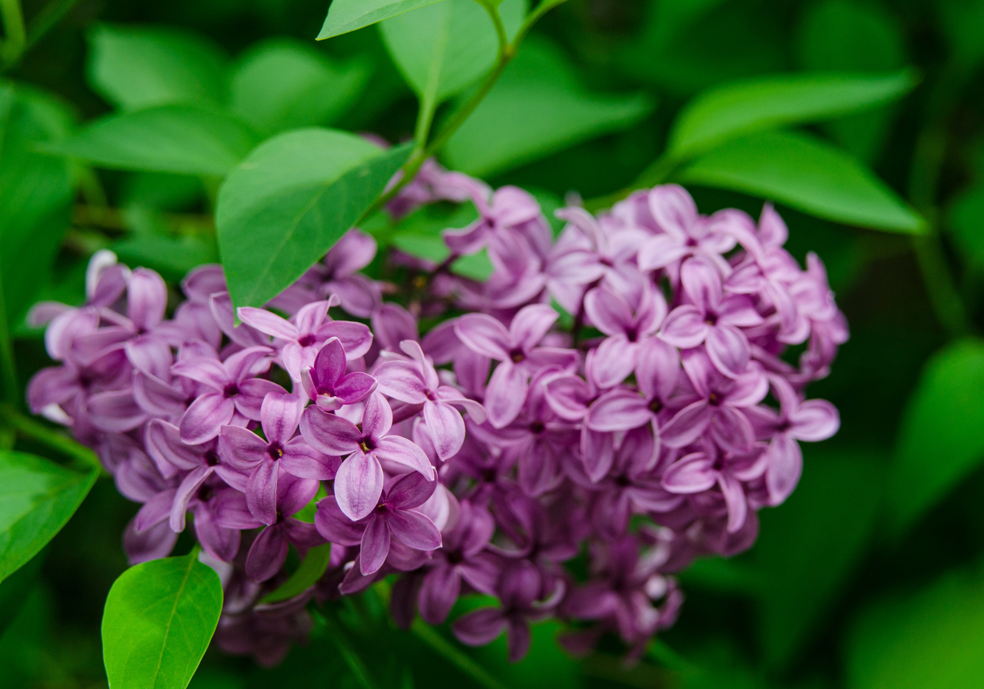 Love the Garden / Lilac / Growing Guide