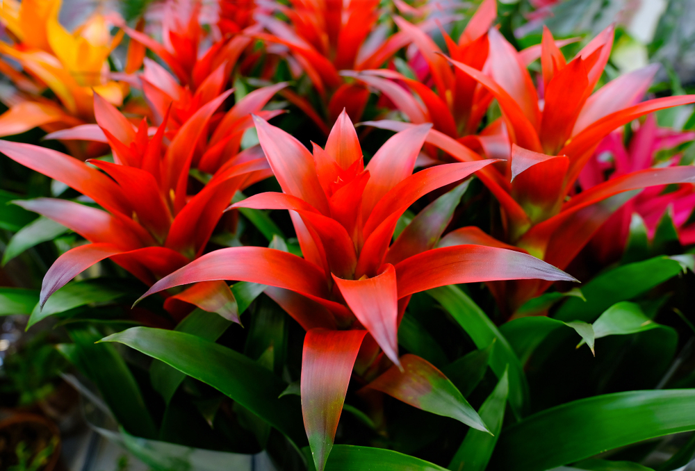 shutterstock_1633746142.jpg Comment cultiver des plantes exotiques en extérieur