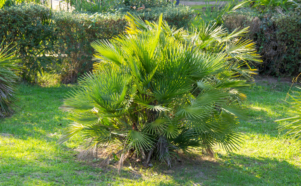 Palmier en pot : comment le choisir et le cultiver