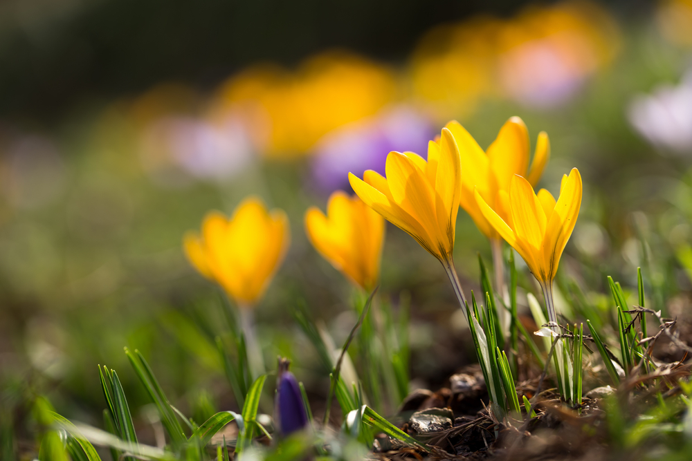 shutterstock_1646956996.jpg Crocus
