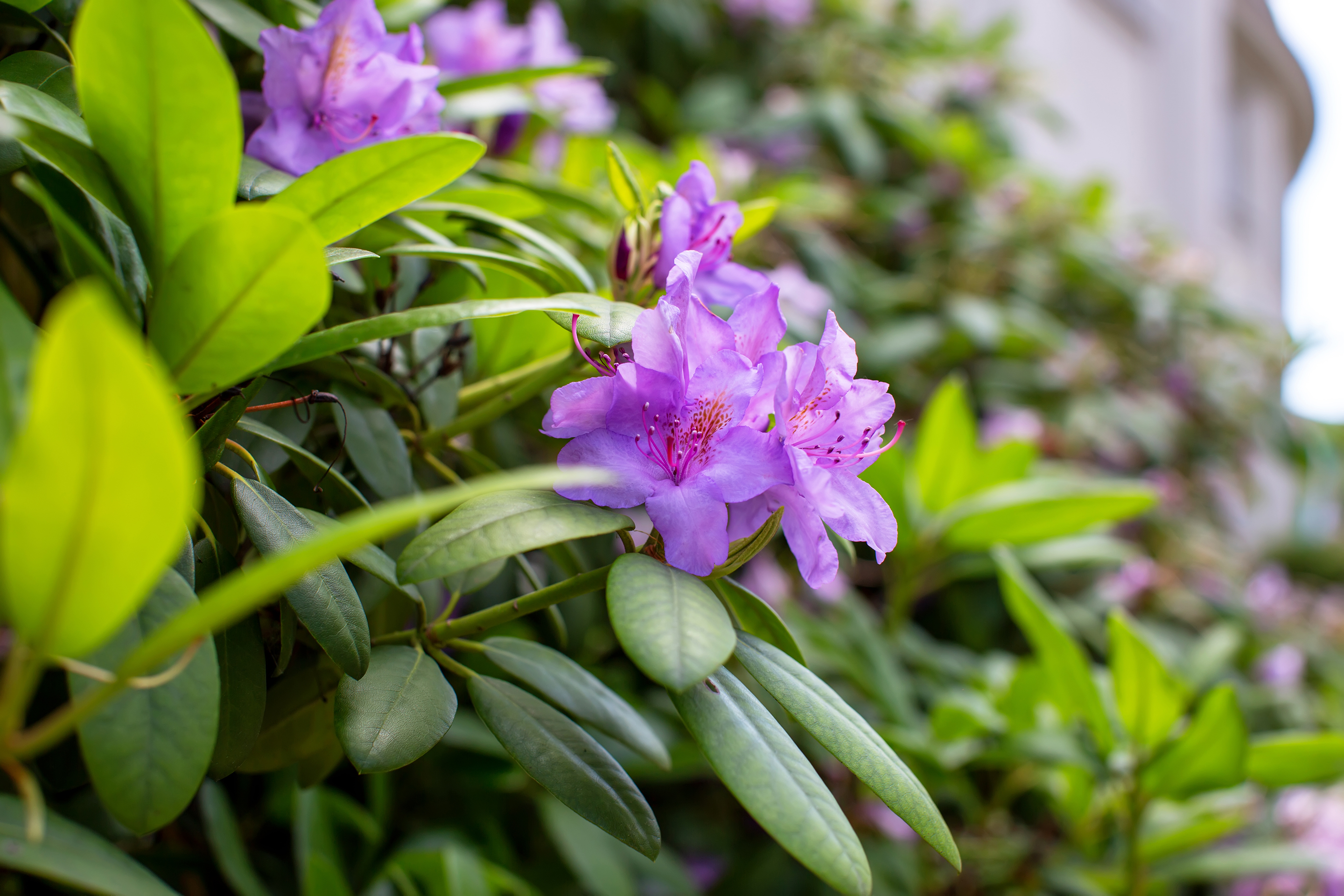shutterstock_1659361120.jpg Specialist plant care | David Domoney | Miracle-Gro