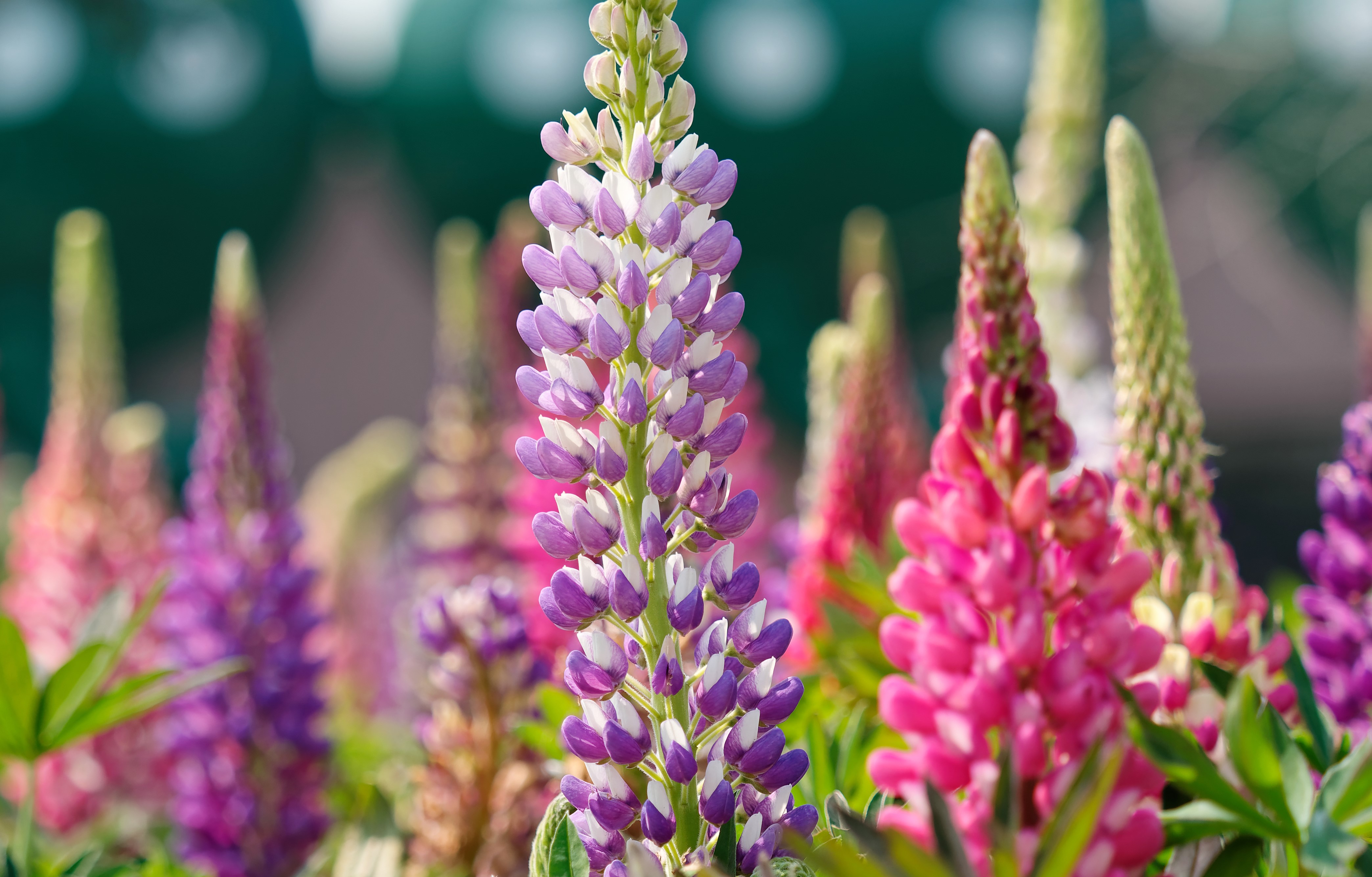 shutterstock_1665330307.jpg Love the Garden / Lupin/ Growing