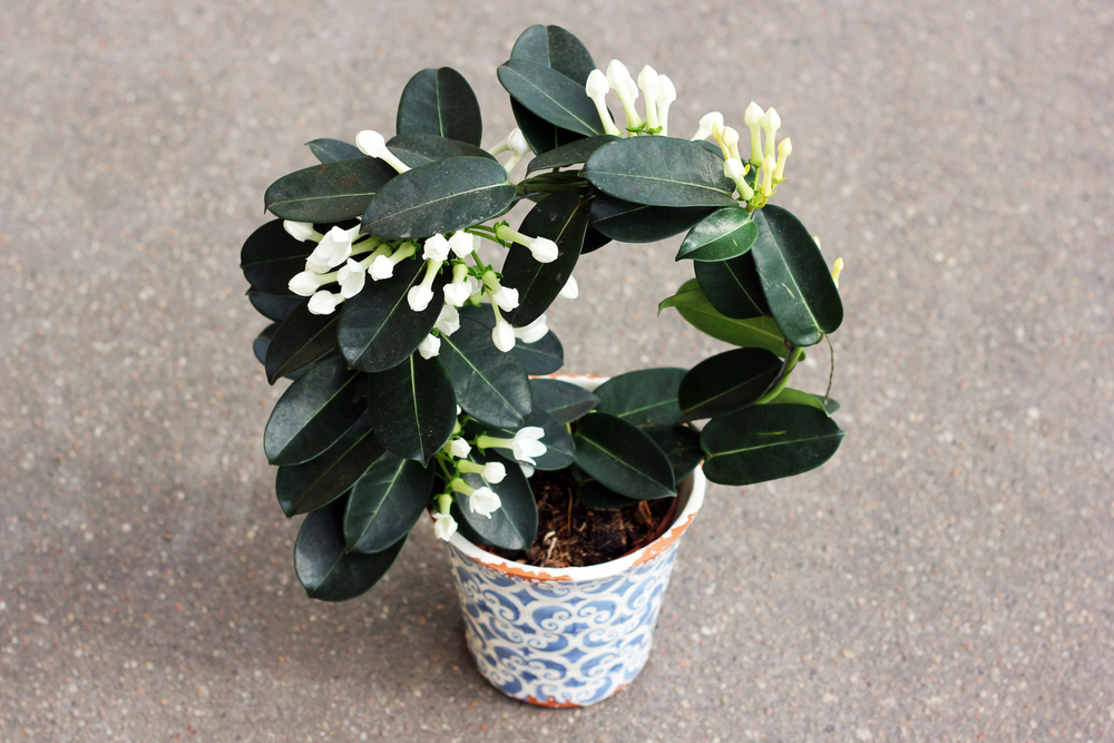 Planter un jasmin