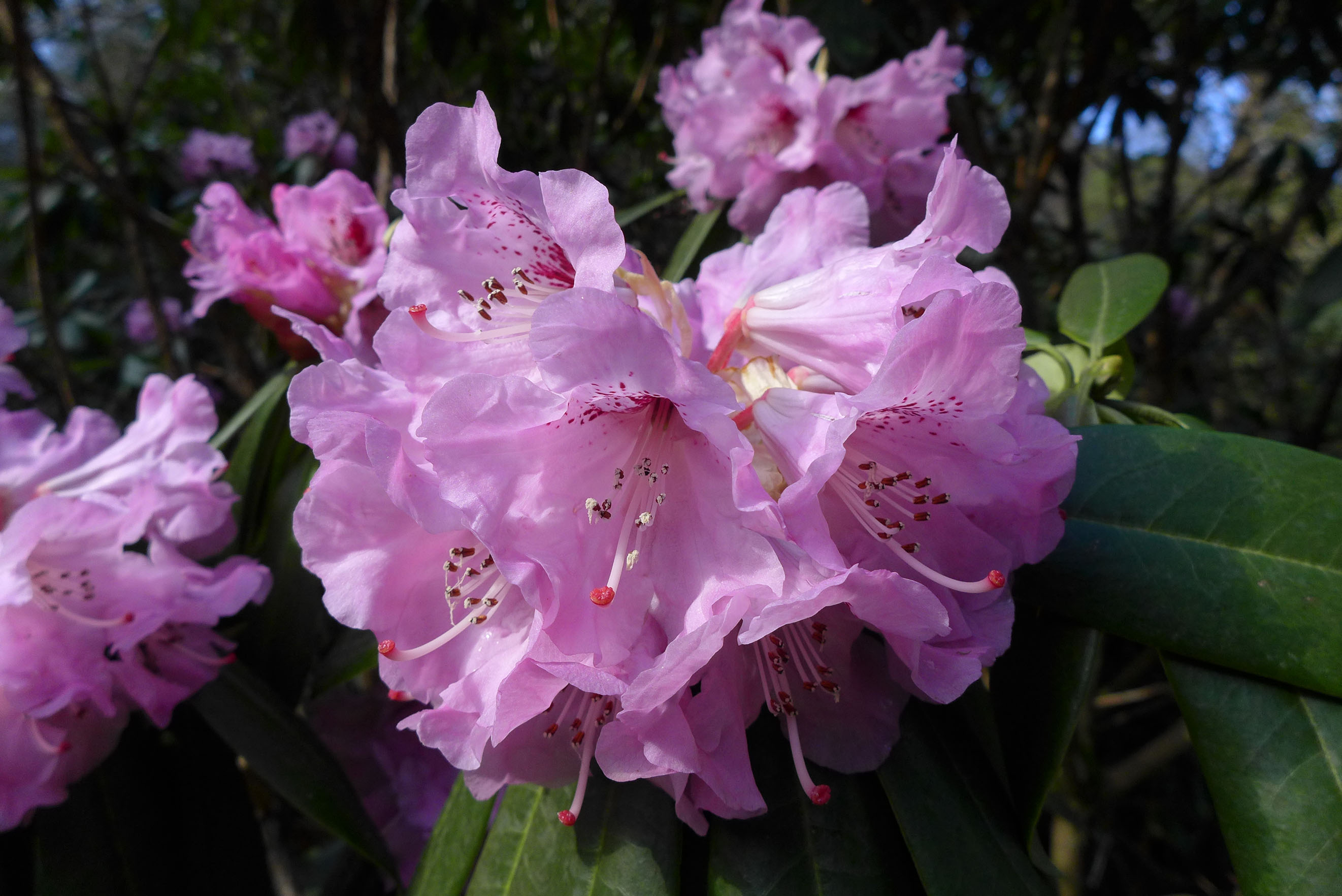 shutterstock_1676590933.jpg Pink rhododendron