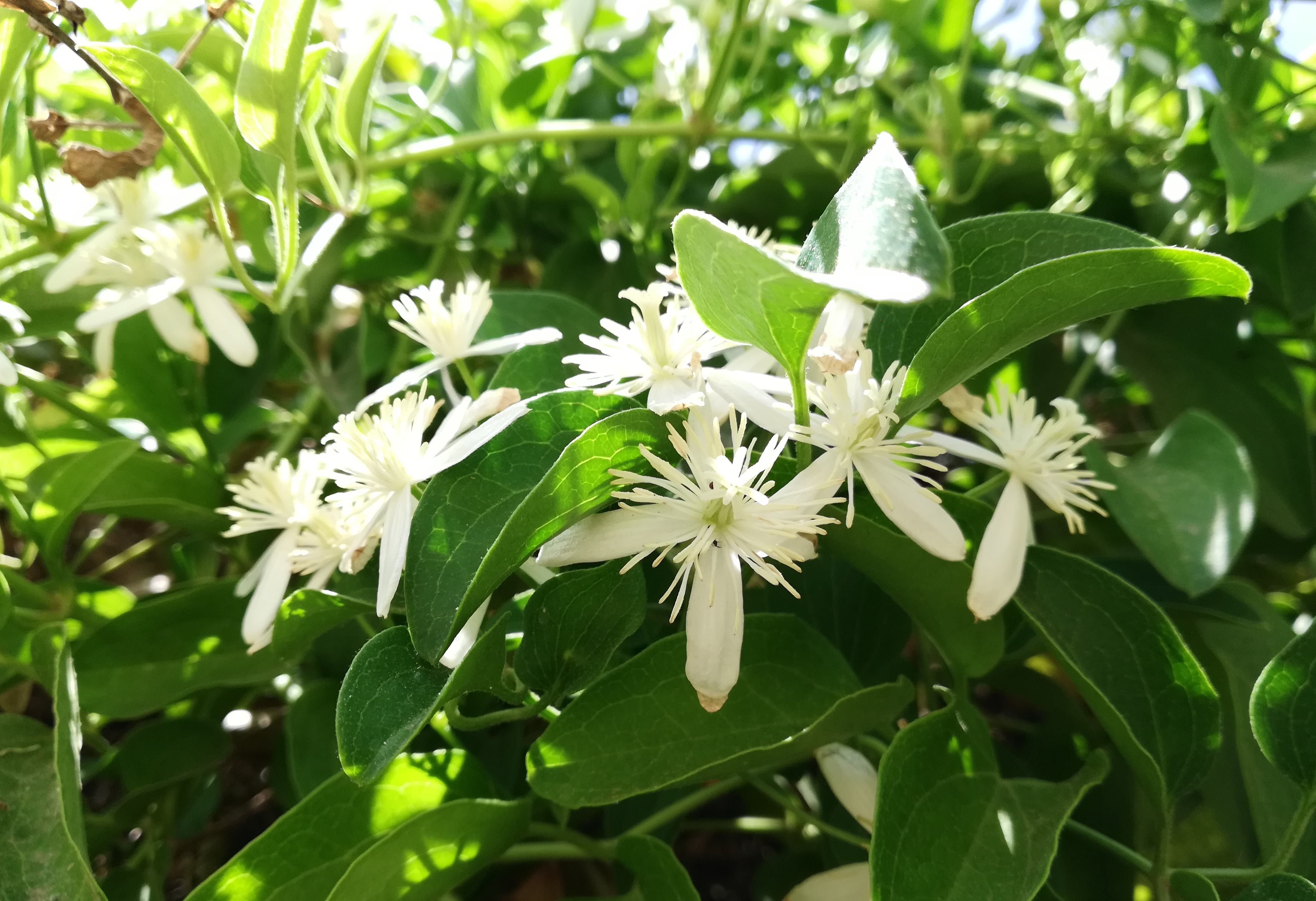 shutterstock_1680972067.jpg Love the Garden / Clemitis