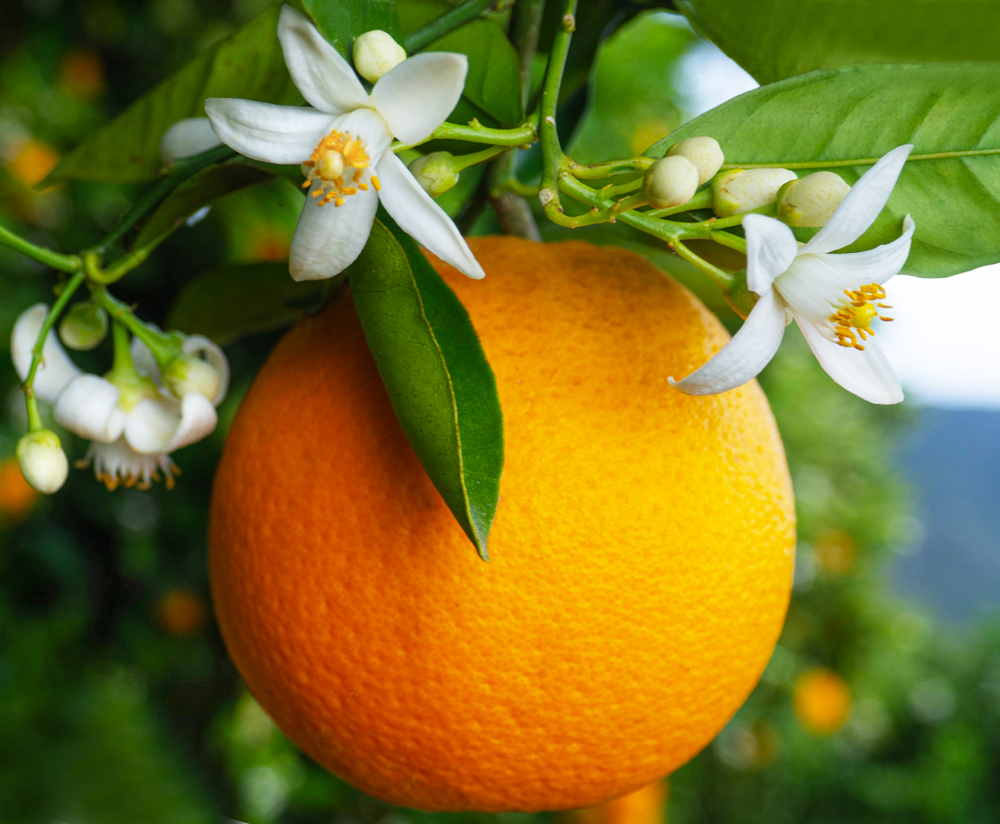 shutterstock_1683352594.jpg Agrumes et Plantes méditérranéènnes : Entretenir, Soigner