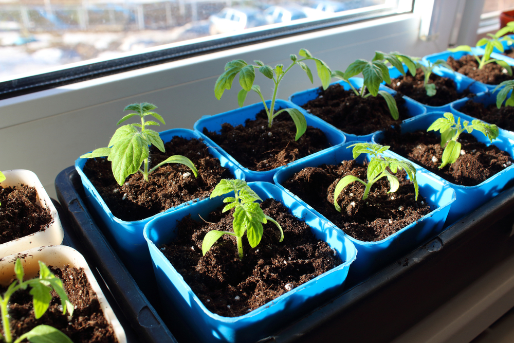 Plantation de tomates