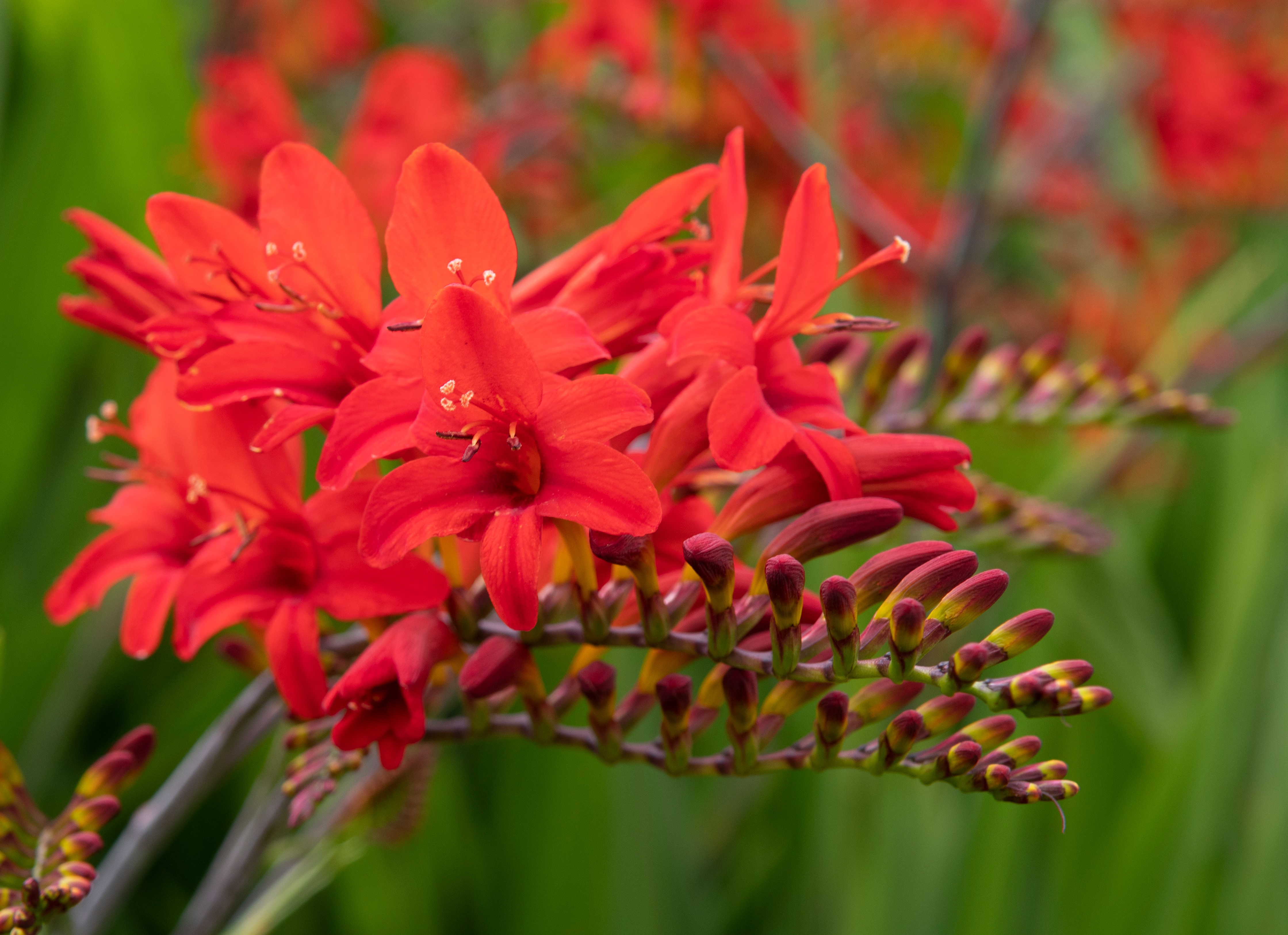 shutterstock_1698695182.jpg Love the Garden / Crocosmia / Growing Guide