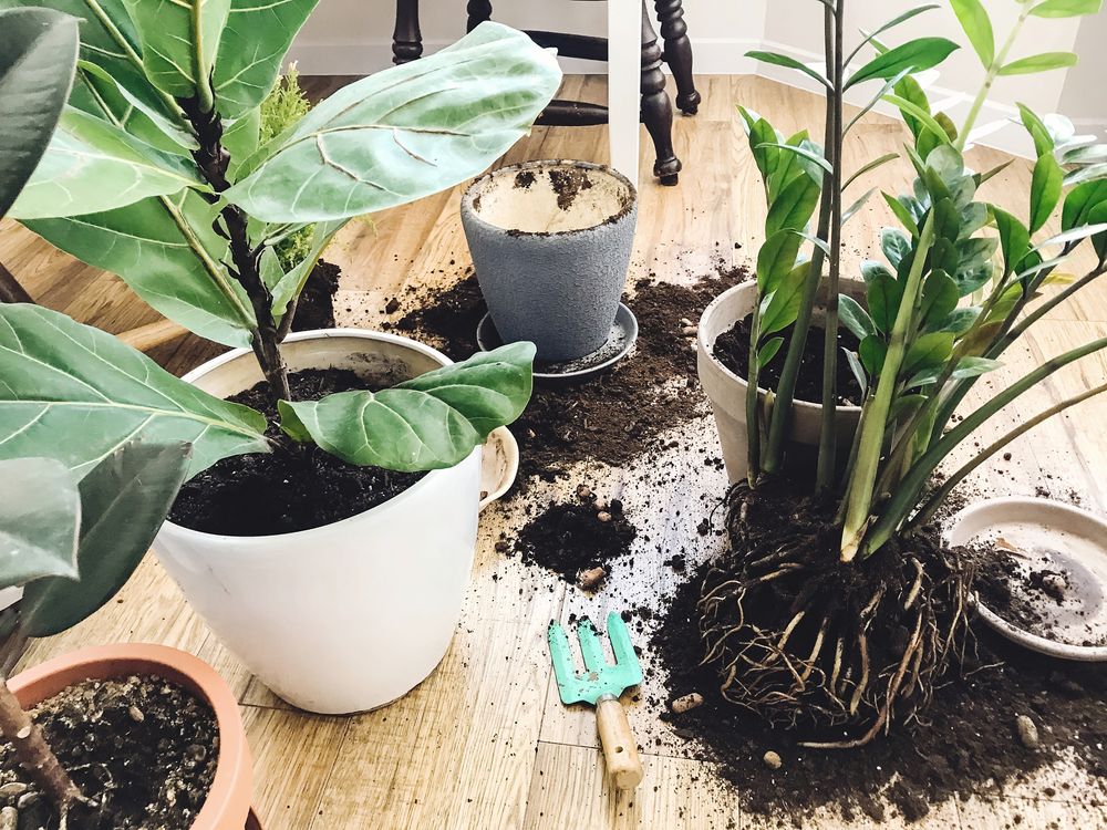 shutterstock_1705849012.jpg Rempoter les plantes de la maison
