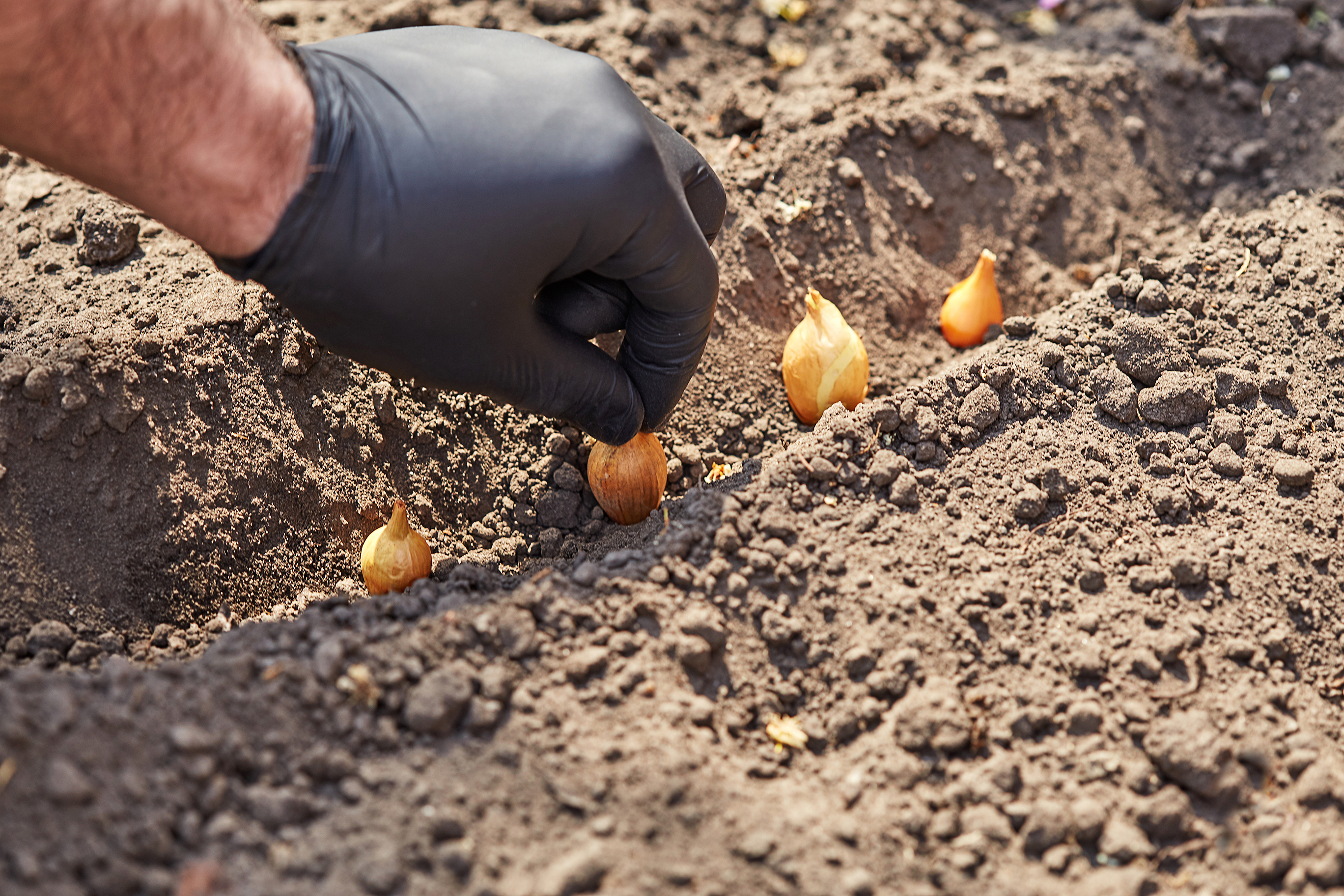 shutterstock_1710844294.jpg Planting bulbs | David Domoney | Miracle Gro | Love The Garden