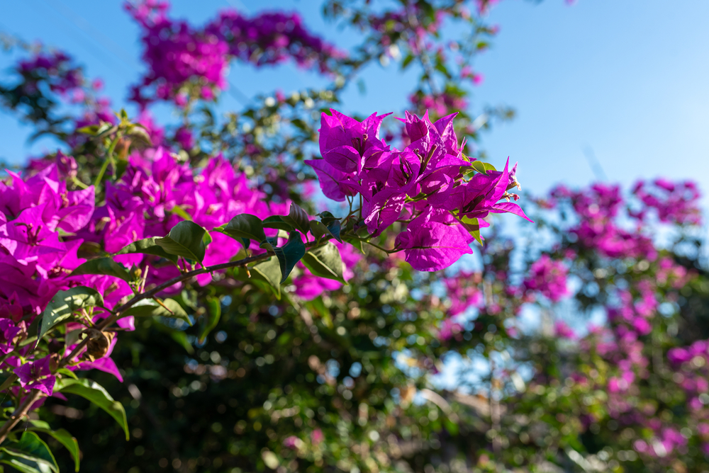 shutterstock_1712377810_0.jpg Planter le bougainvillier