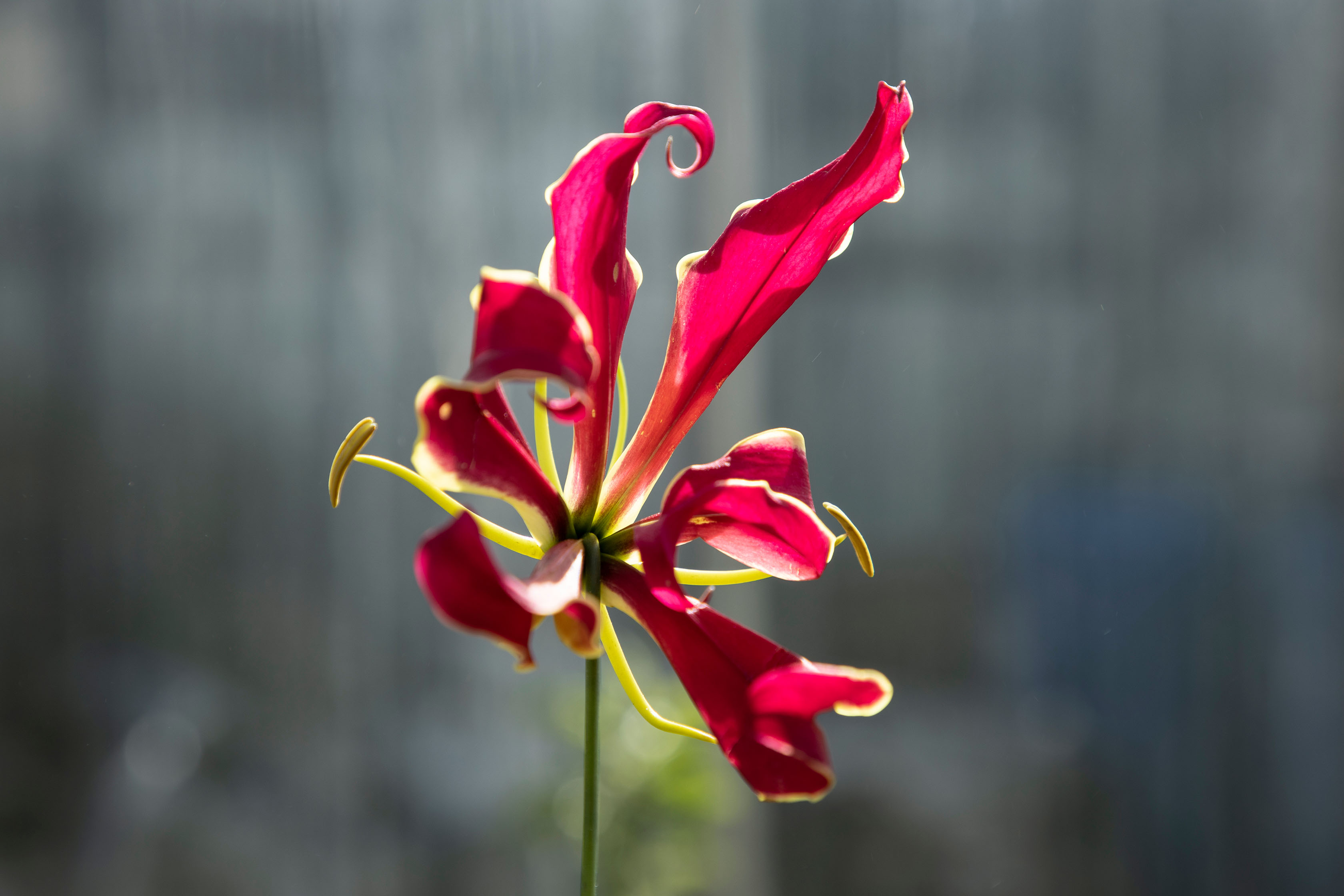 shutterstock_1712934907.jpg Summer bulbs | David Domoney | Miracle-Gro