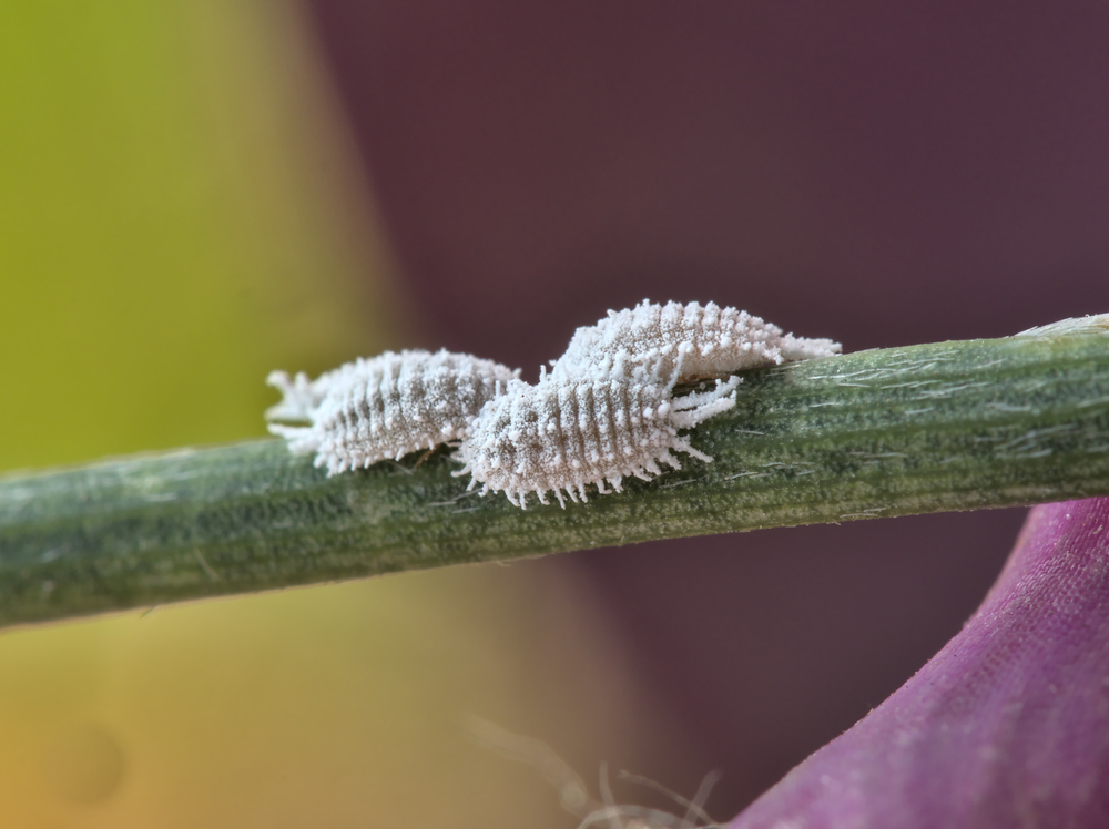 shutterstock_1720477837.jpg Traiter les cochenilles sur les plantes d'intérieur