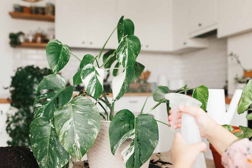 shutterstock_1720933747.jpg Cultivez le monstera