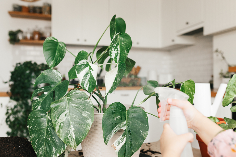 Monstera : conseils d'entretien – Espace Fleurs