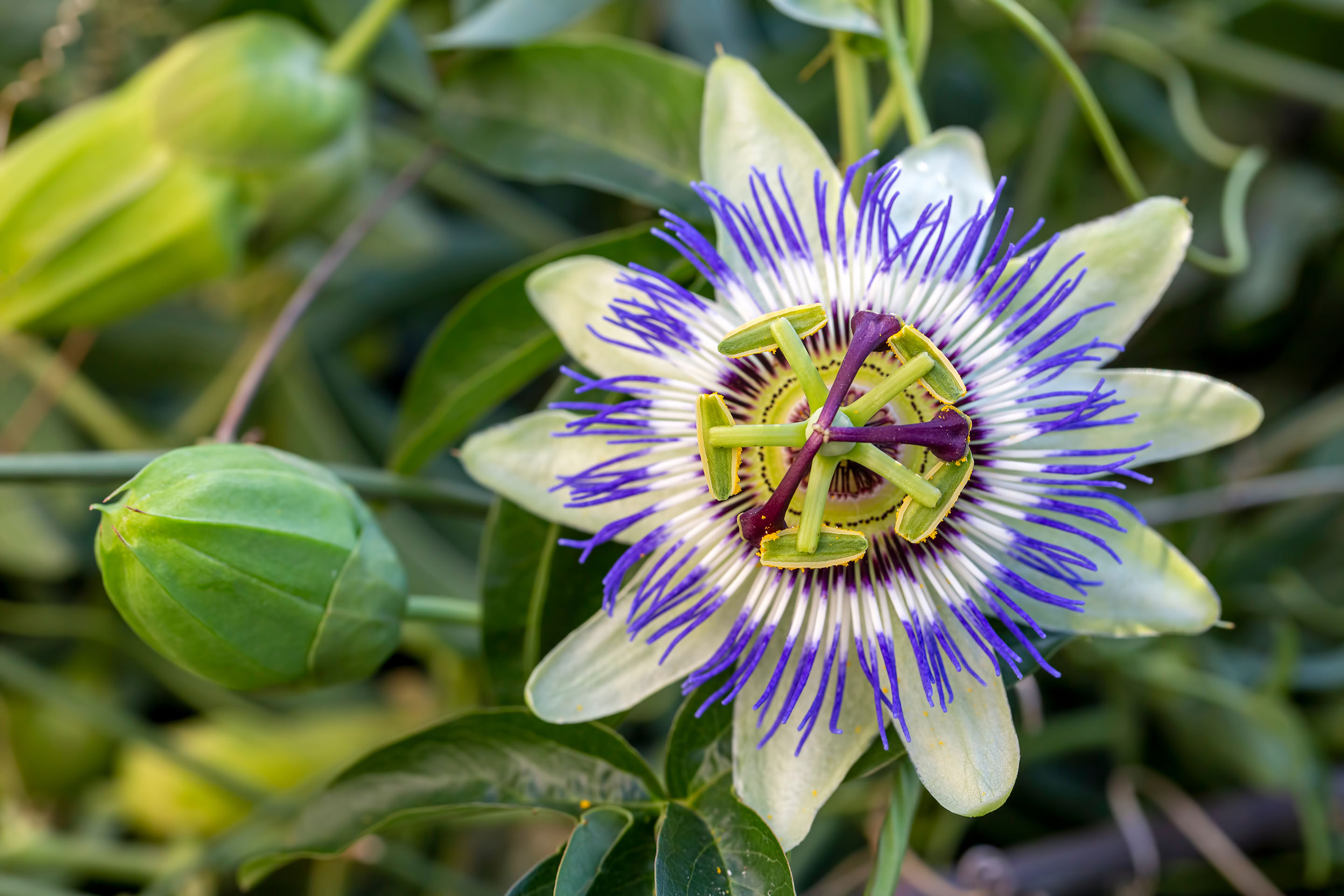 shutterstock_1725018433.jpg Garden Climbers | David Domoney | Miracle-Gro