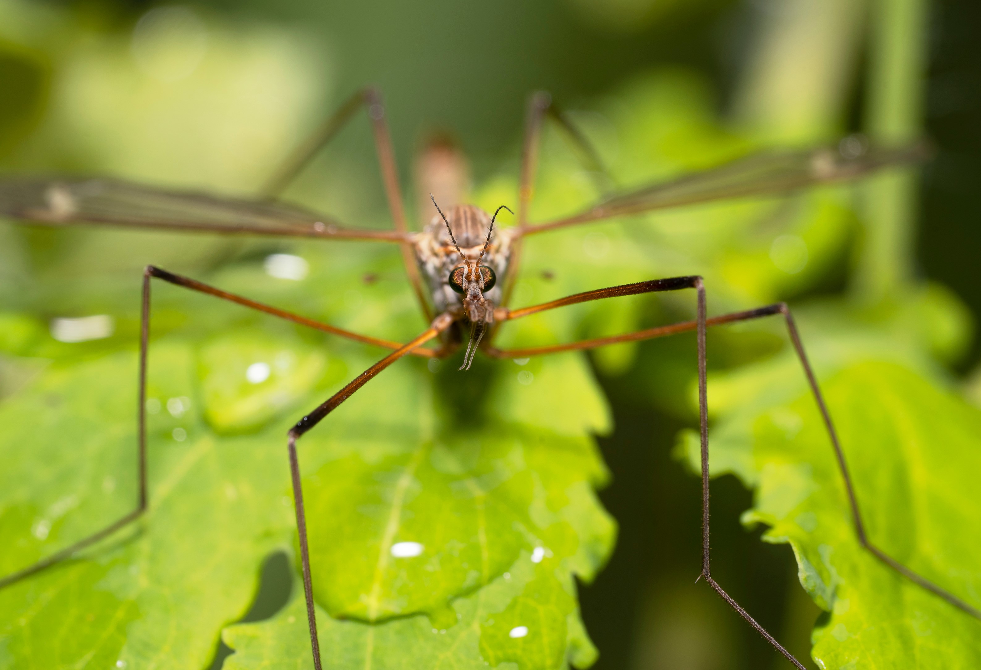 Crane Flies | Love The Garden