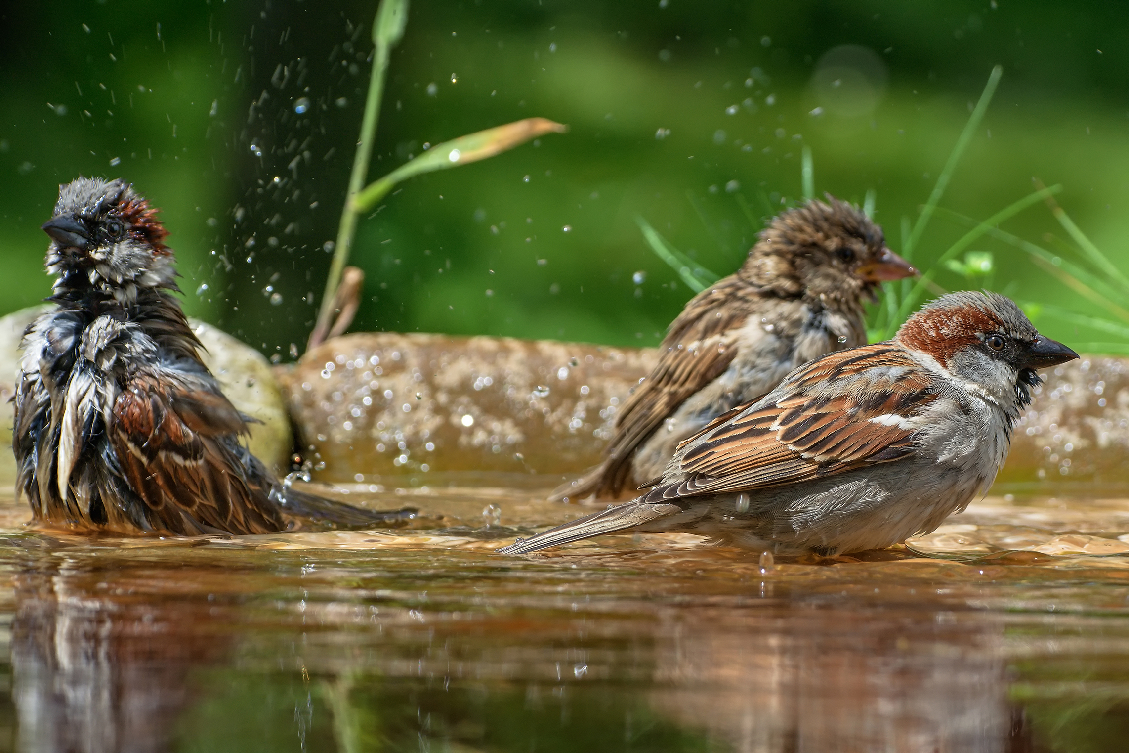shutterstock_1747543061.jpg Get ready for autumnwatch - bird bath