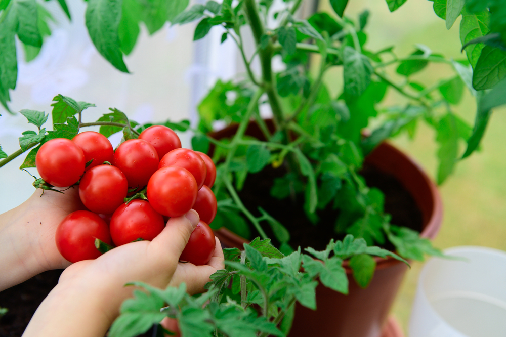 Les tomates cerises