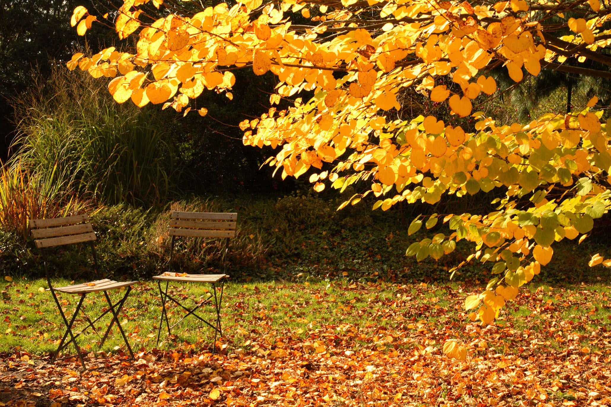 shutterstock_176630777.jpg Autumn wildlife | David Domoney | Miracle-Gro