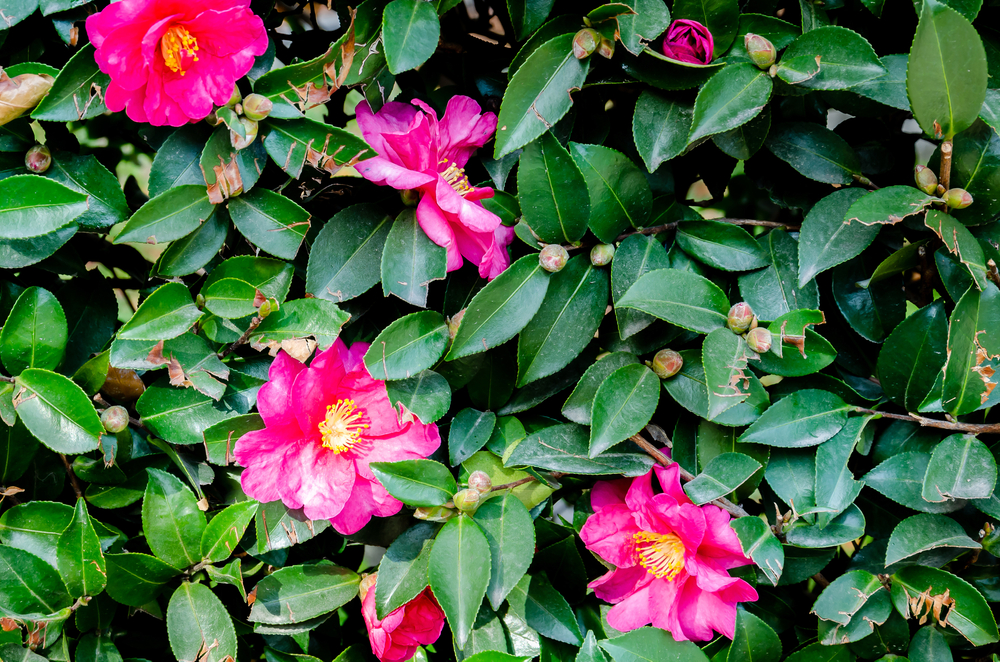 shutterstock_1771660994.jpg Planter des arbustes odorants