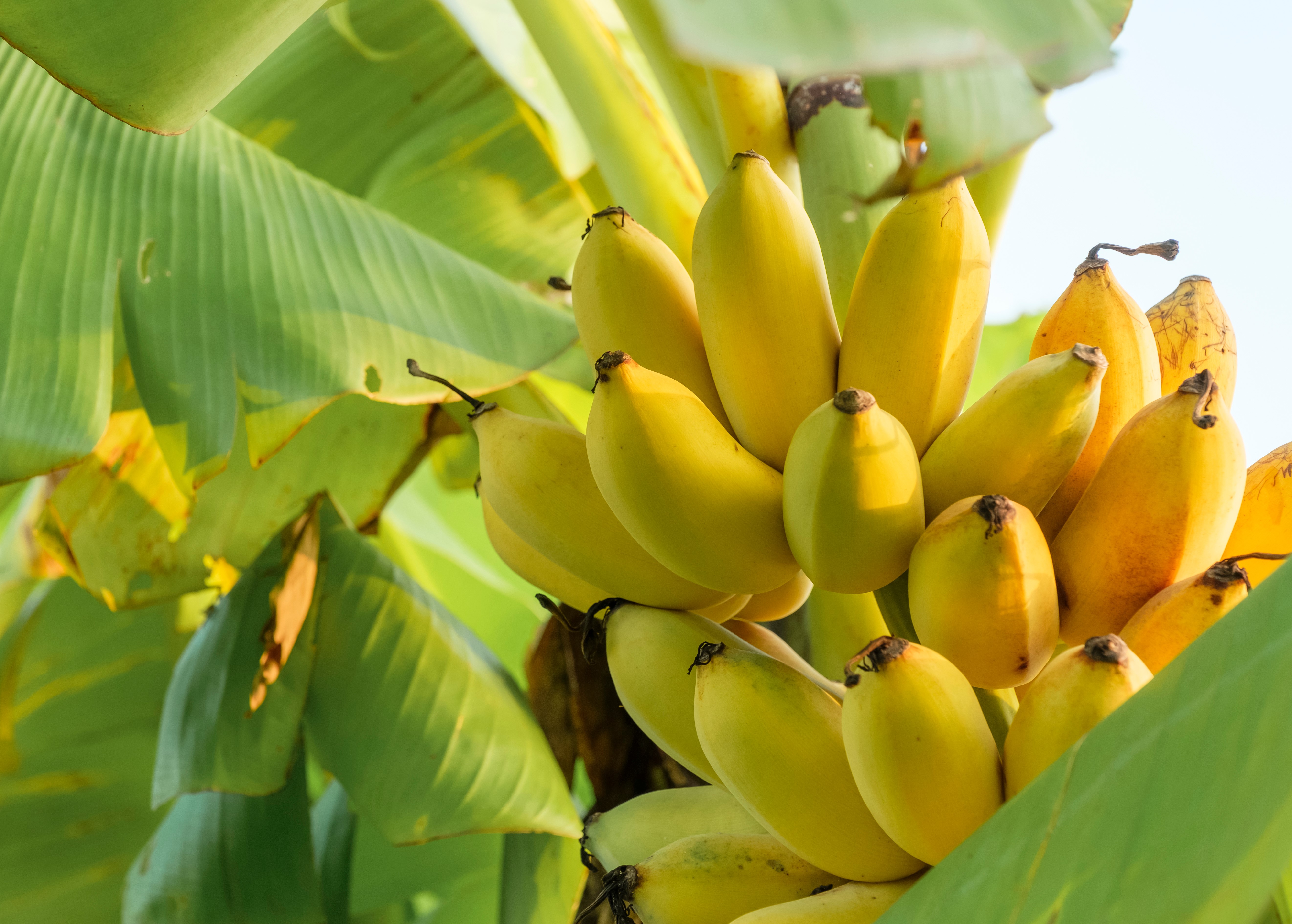 shutterstock_1773077507.jpg Love the Garden / Banana / Growing