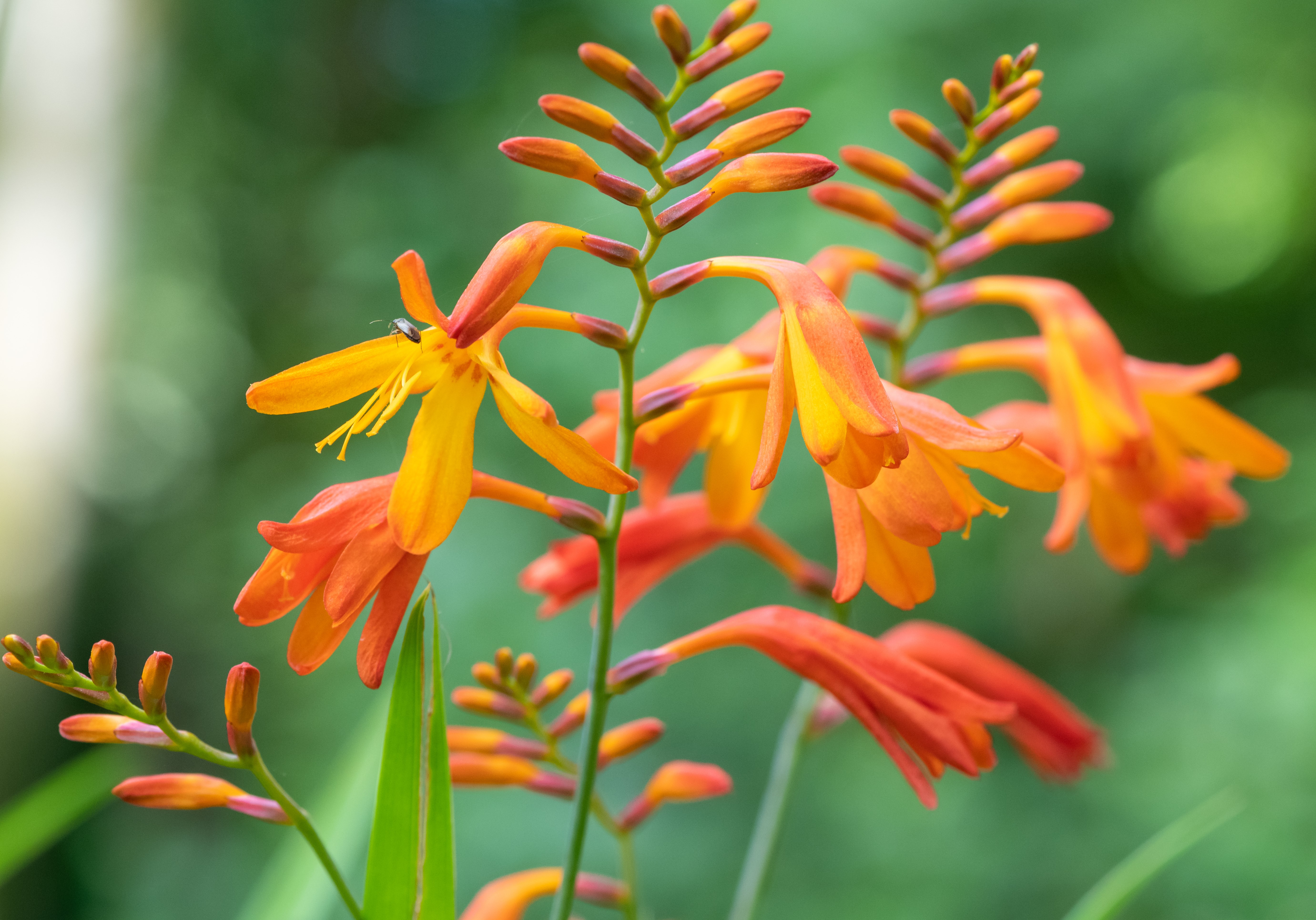 shutterstock_1794770518.jpg Love the Garden / Crocosmia / Growing Guide
